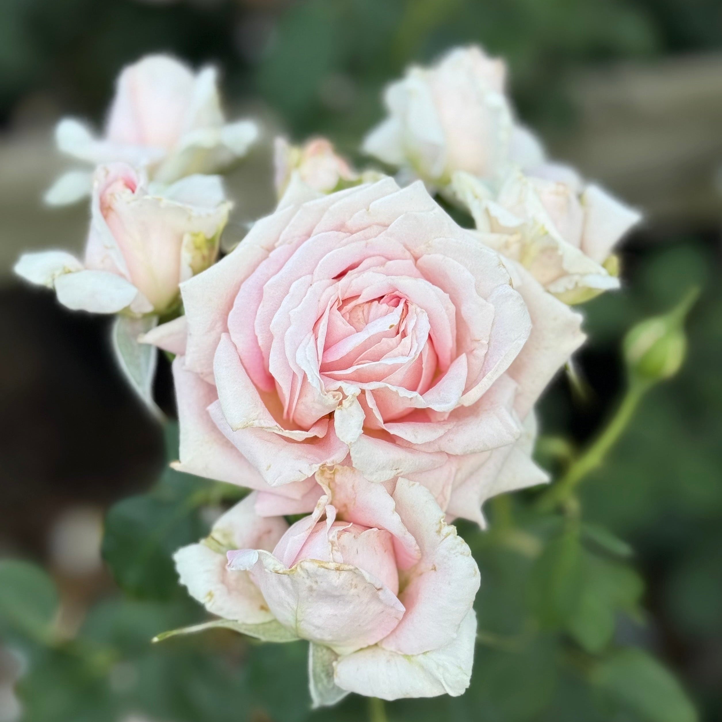 Fun in the Sun™ Potted Rose Bush
