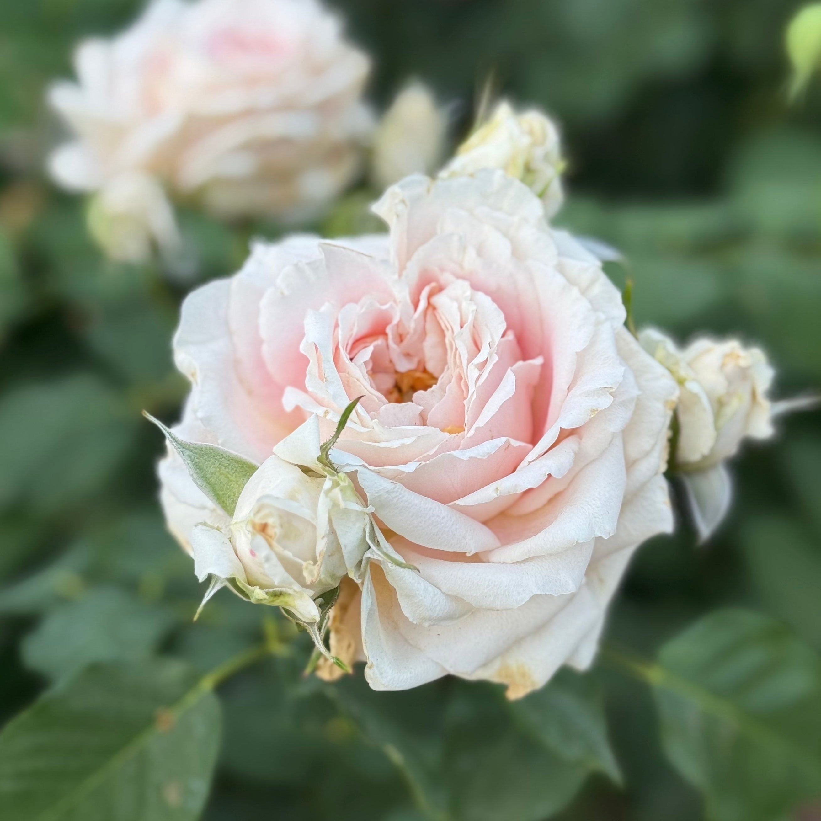 Fun in the Sun™ Potted Rose Bush