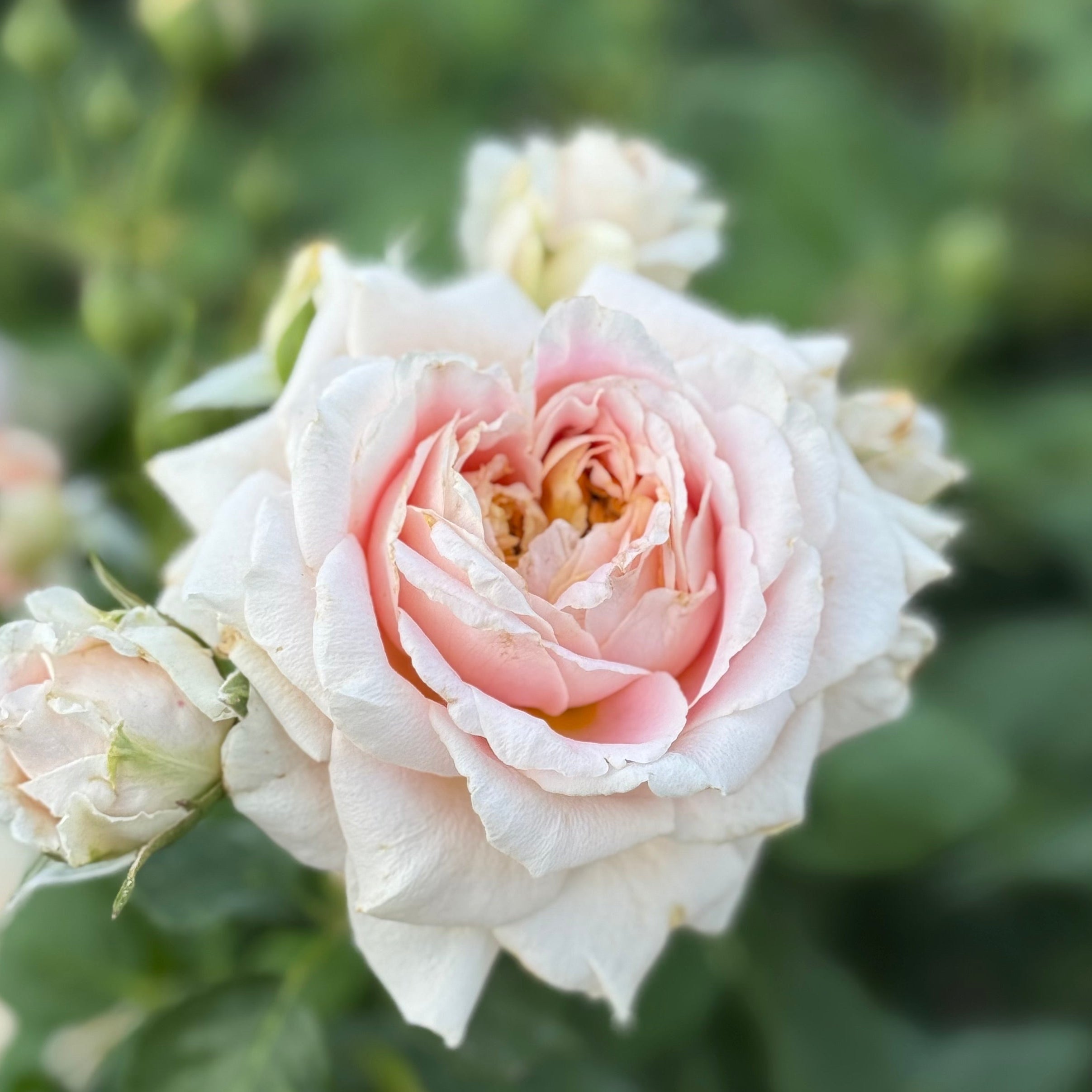 Fun in the Sun™ Potted Rose Bush