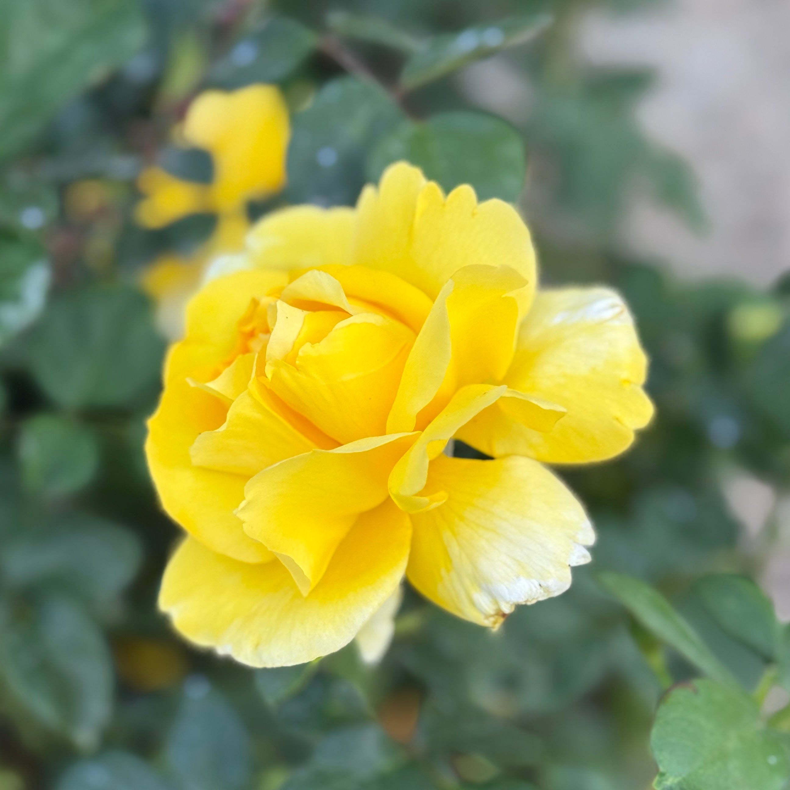 Gina Lollobrigida Bare Root Rose Bush