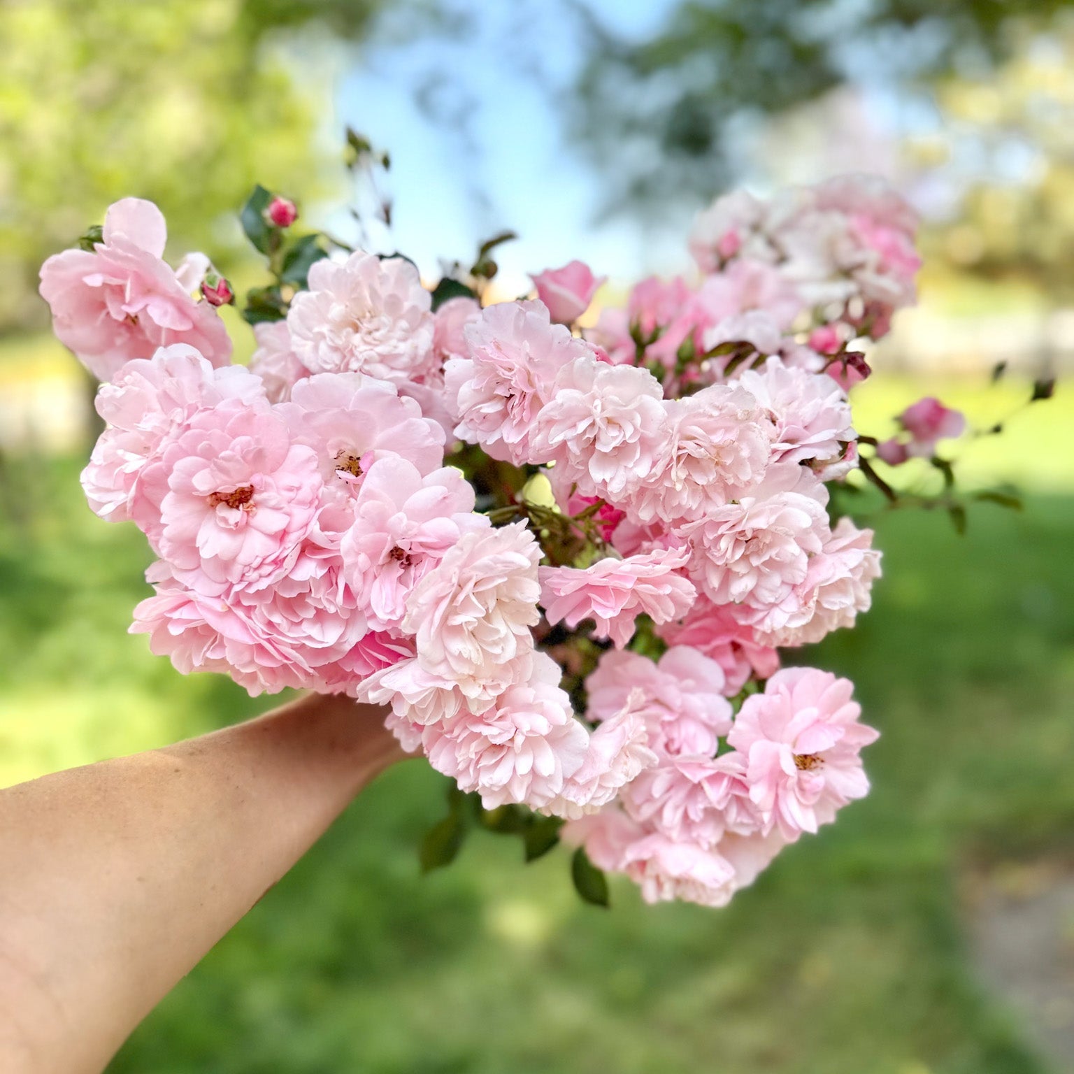 The Fairy Potted Rose Bush