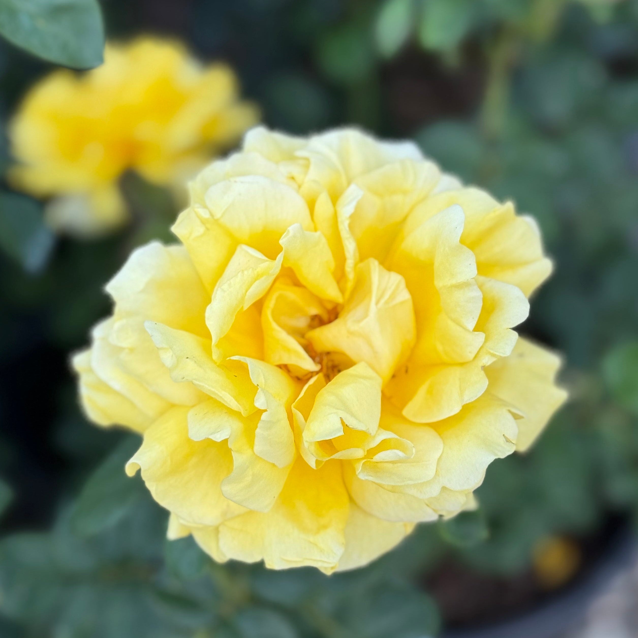 Gina Lollobrigida Bare Root Rose Bush