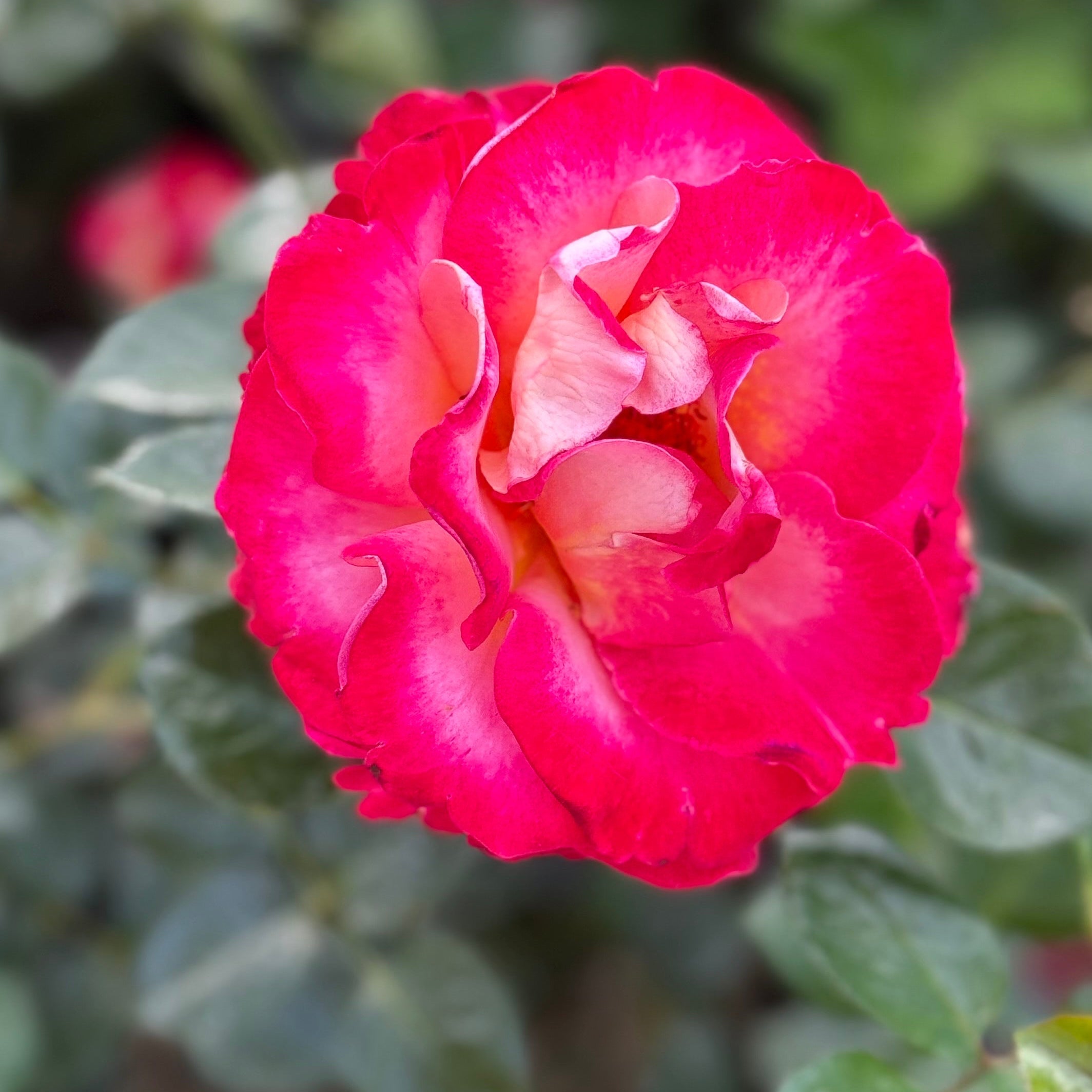 Dick Clark™ Bare Root Rose Bush