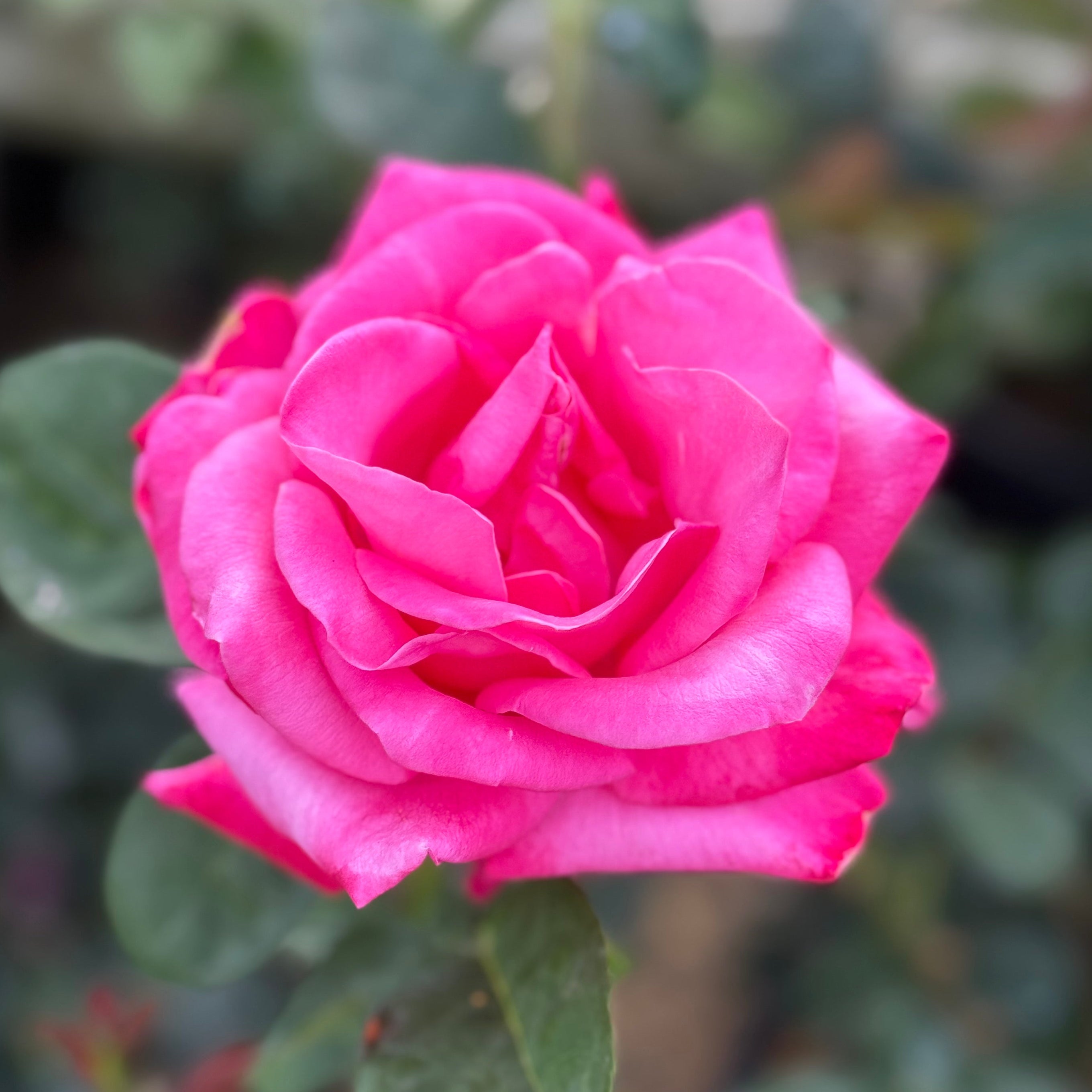 Elizabeth Taylor™ Bare Root Rose Bush