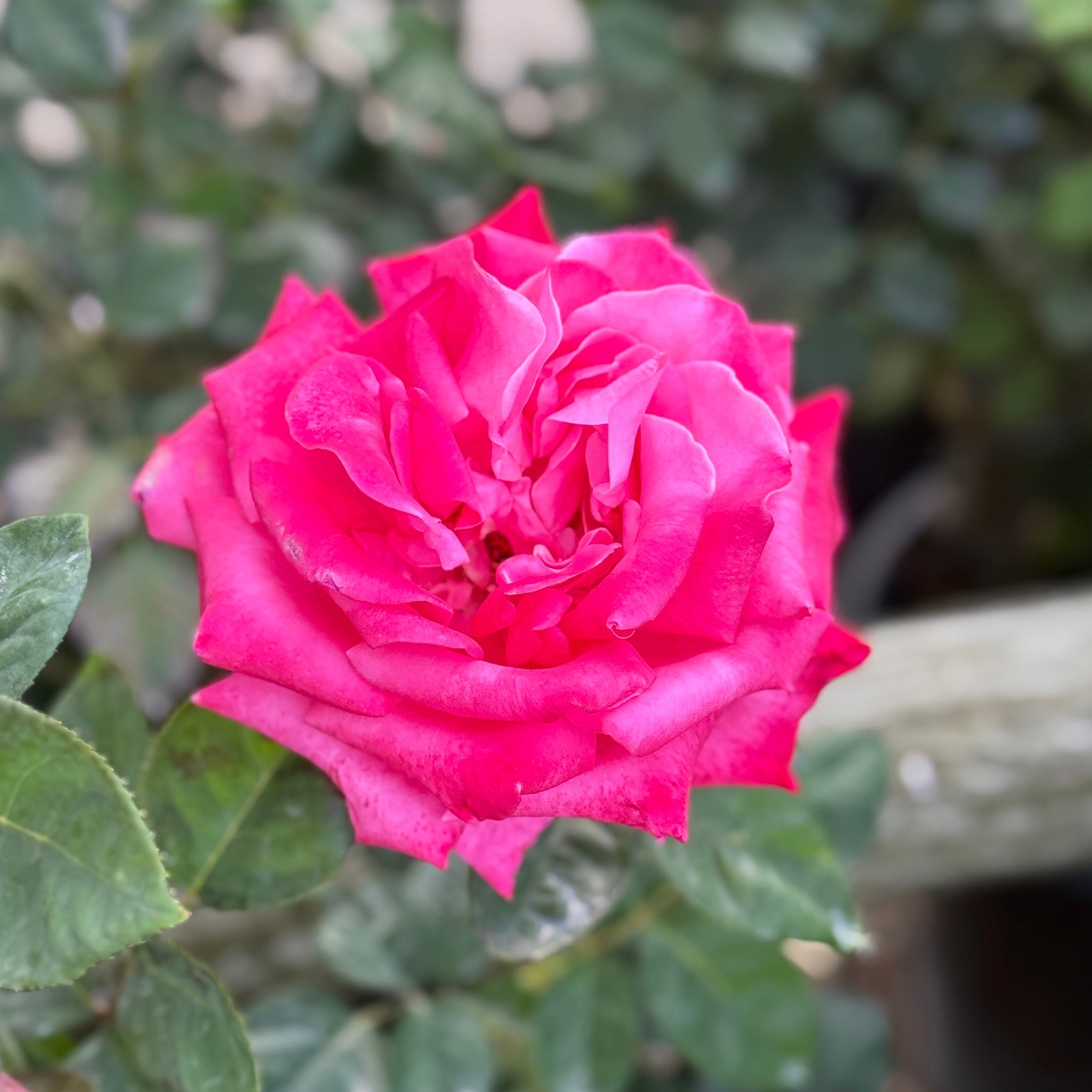 Elizabeth Taylor™ Bare Root Rose Bush