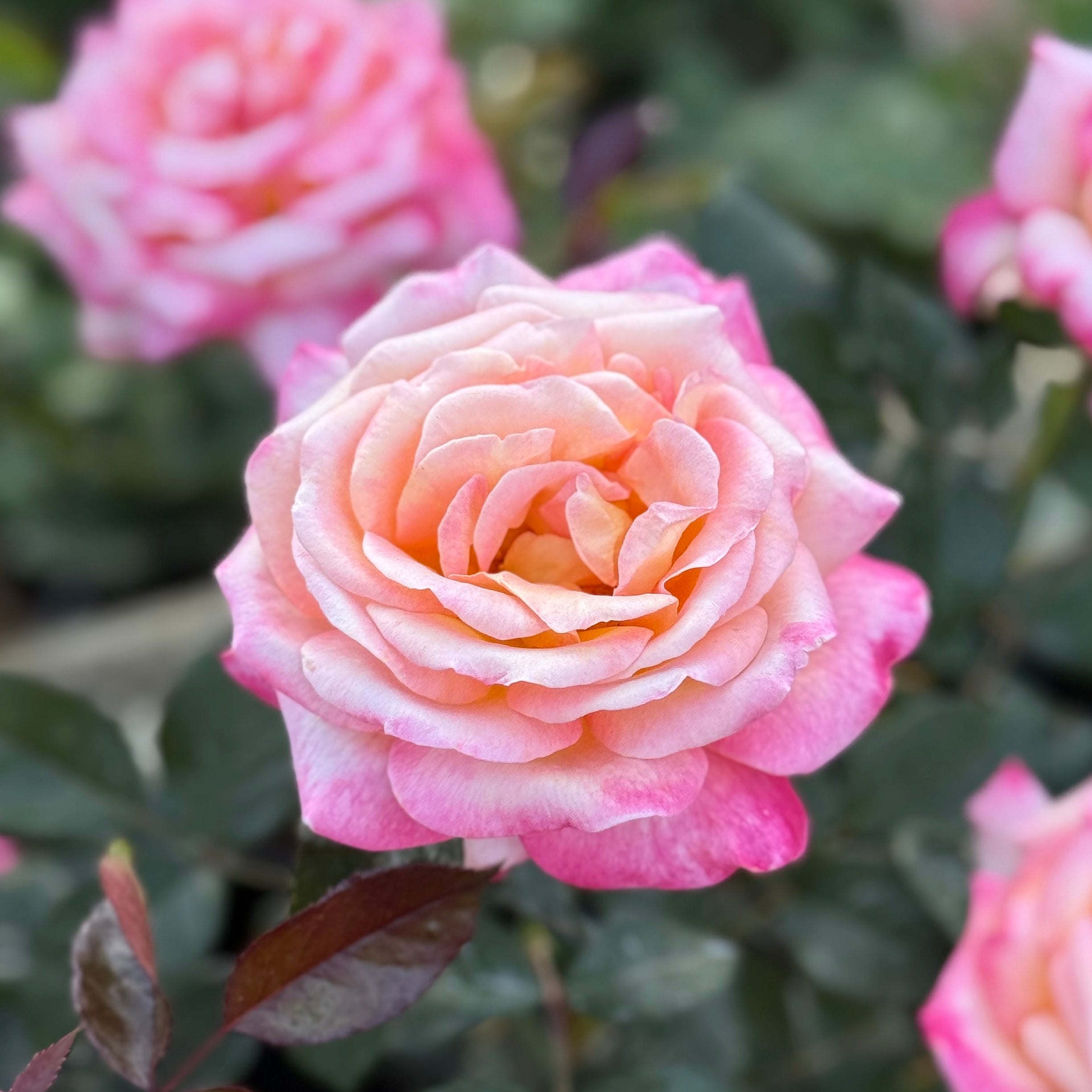 Enchanted Peace™ Potted Rose Bush