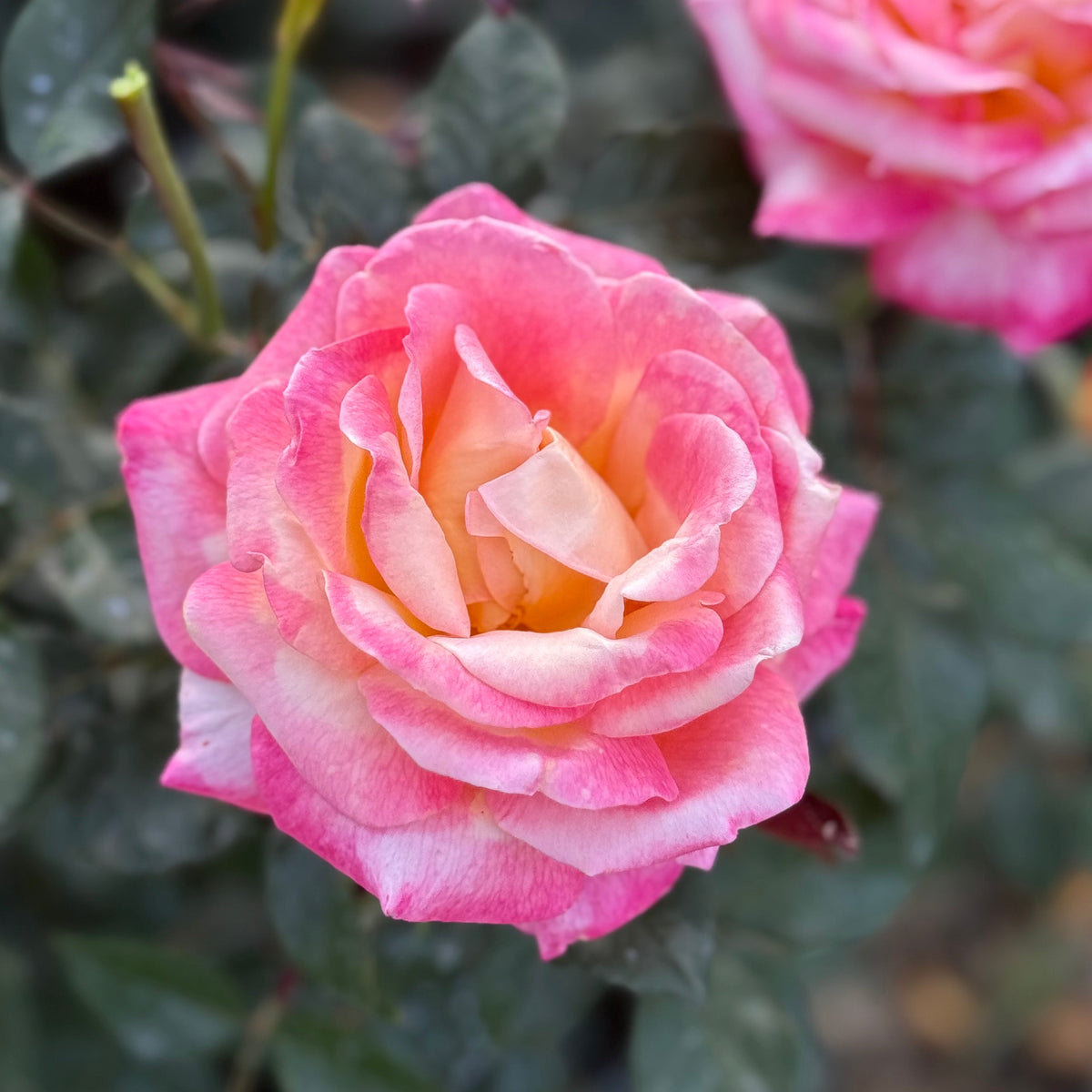 Enchanted Peace™ Bare Root Rose Bush