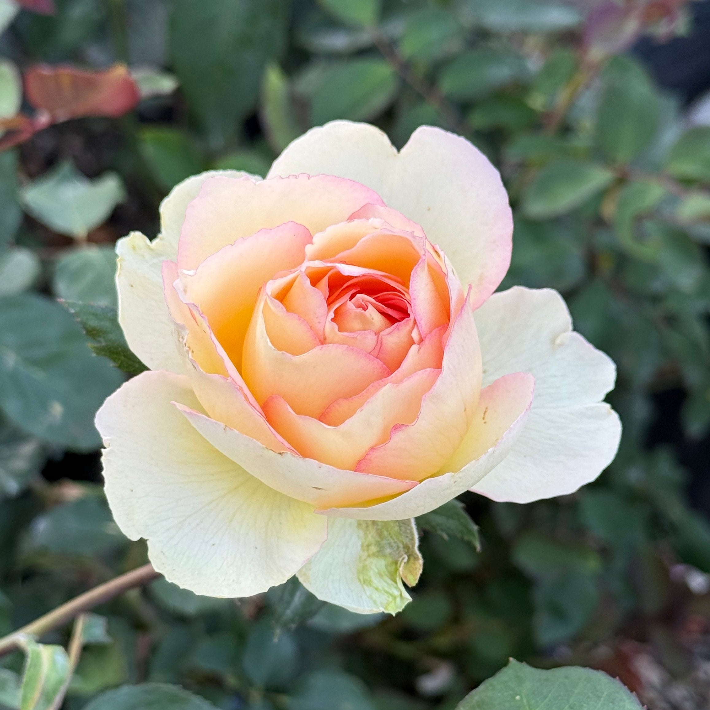Euphoria® Potted Rose Bush