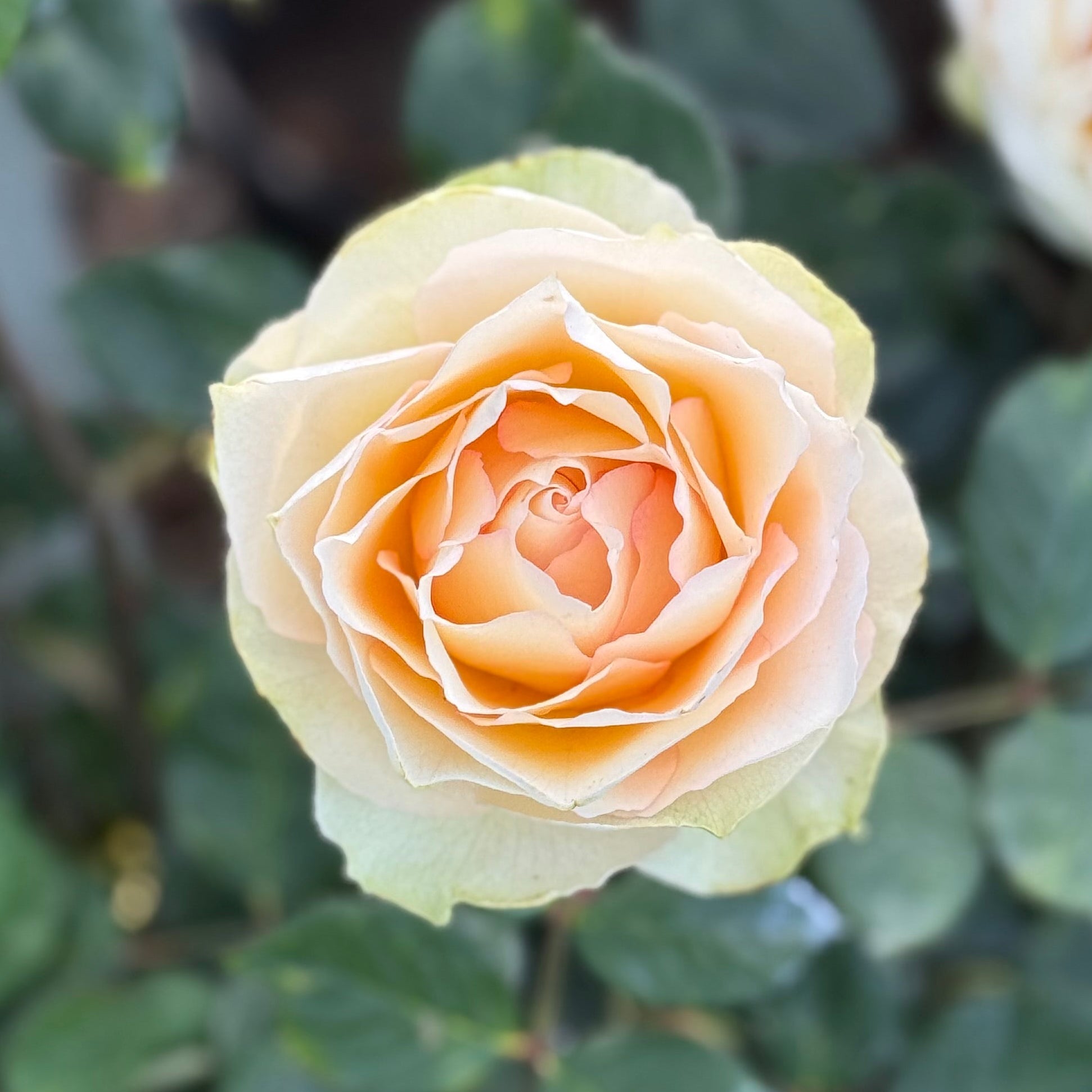 Euphoria® Potted Rose Bush
