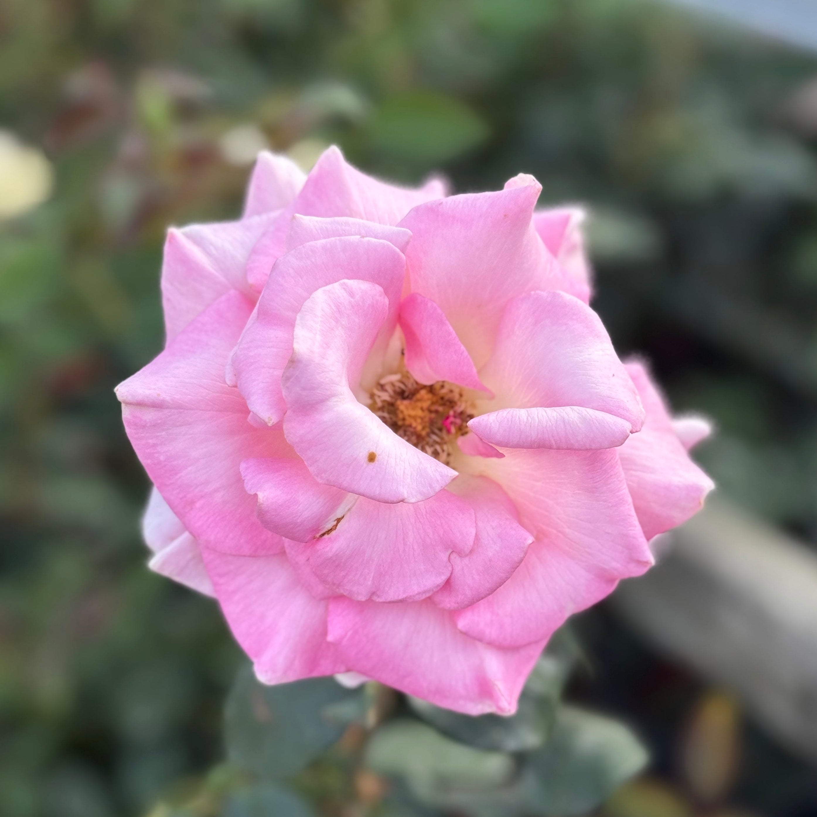 Falling in Love ™ Potted Rose Bush
