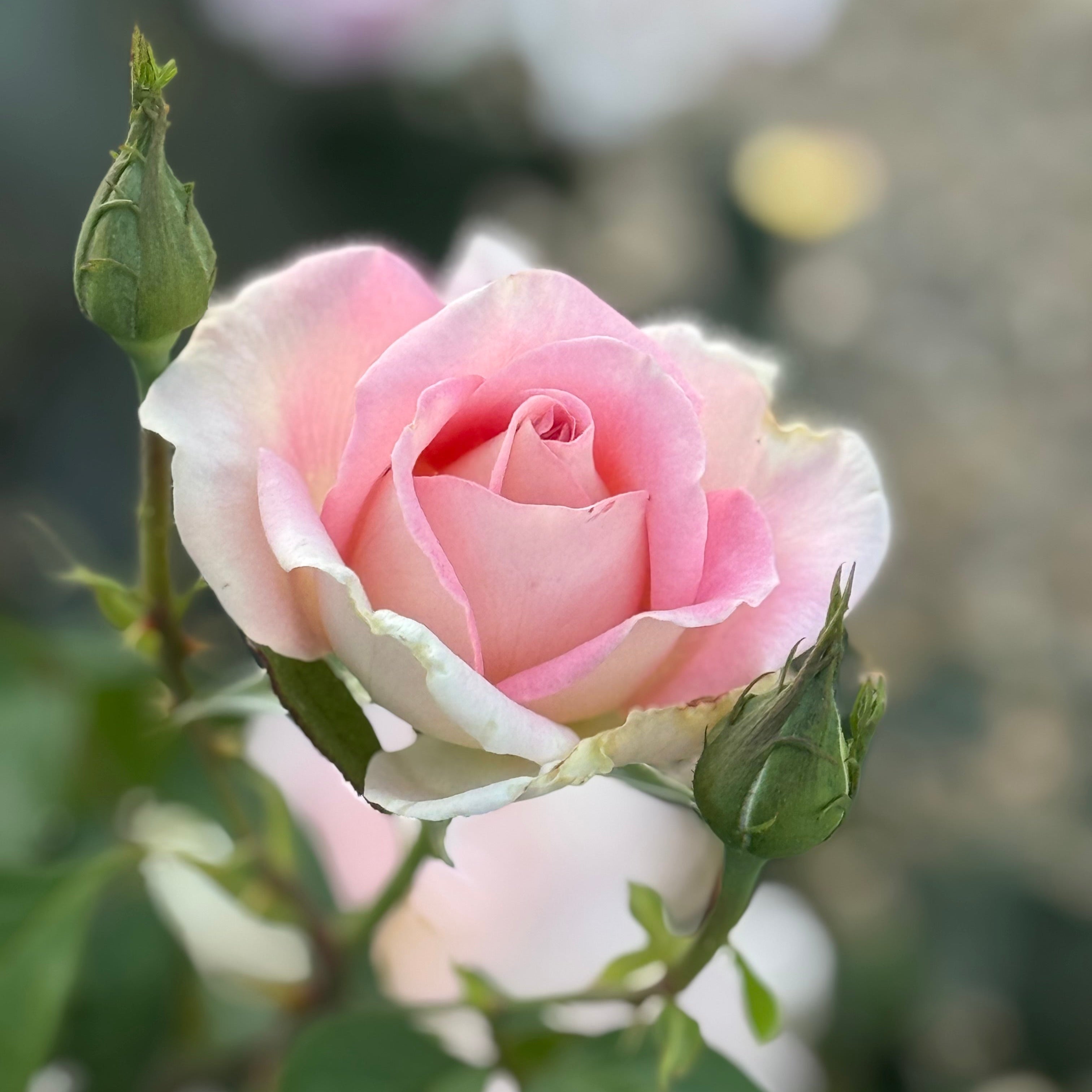 Falling in Love ™ Potted Rose Bush