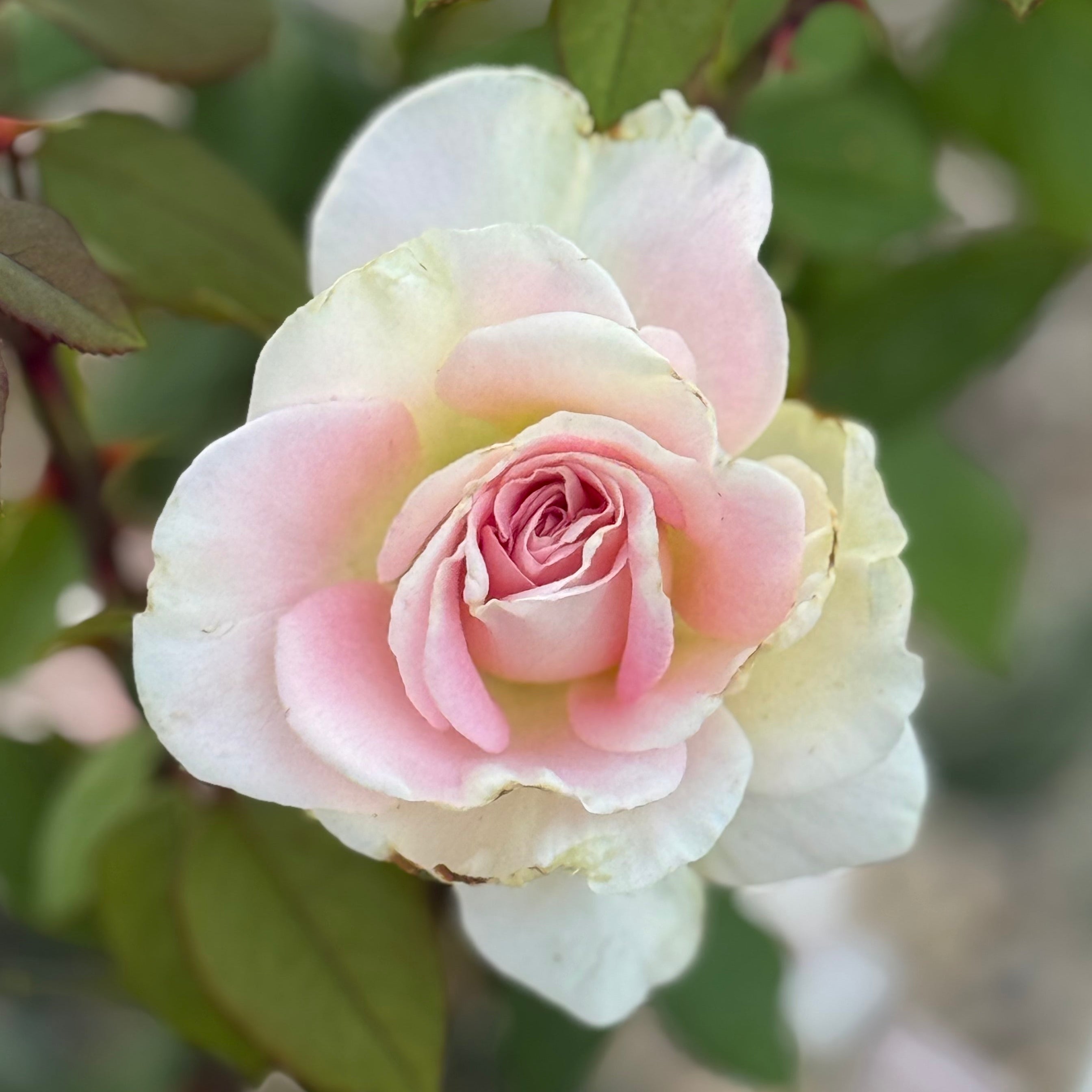 Falling in Love ™ Potted Rose Bush