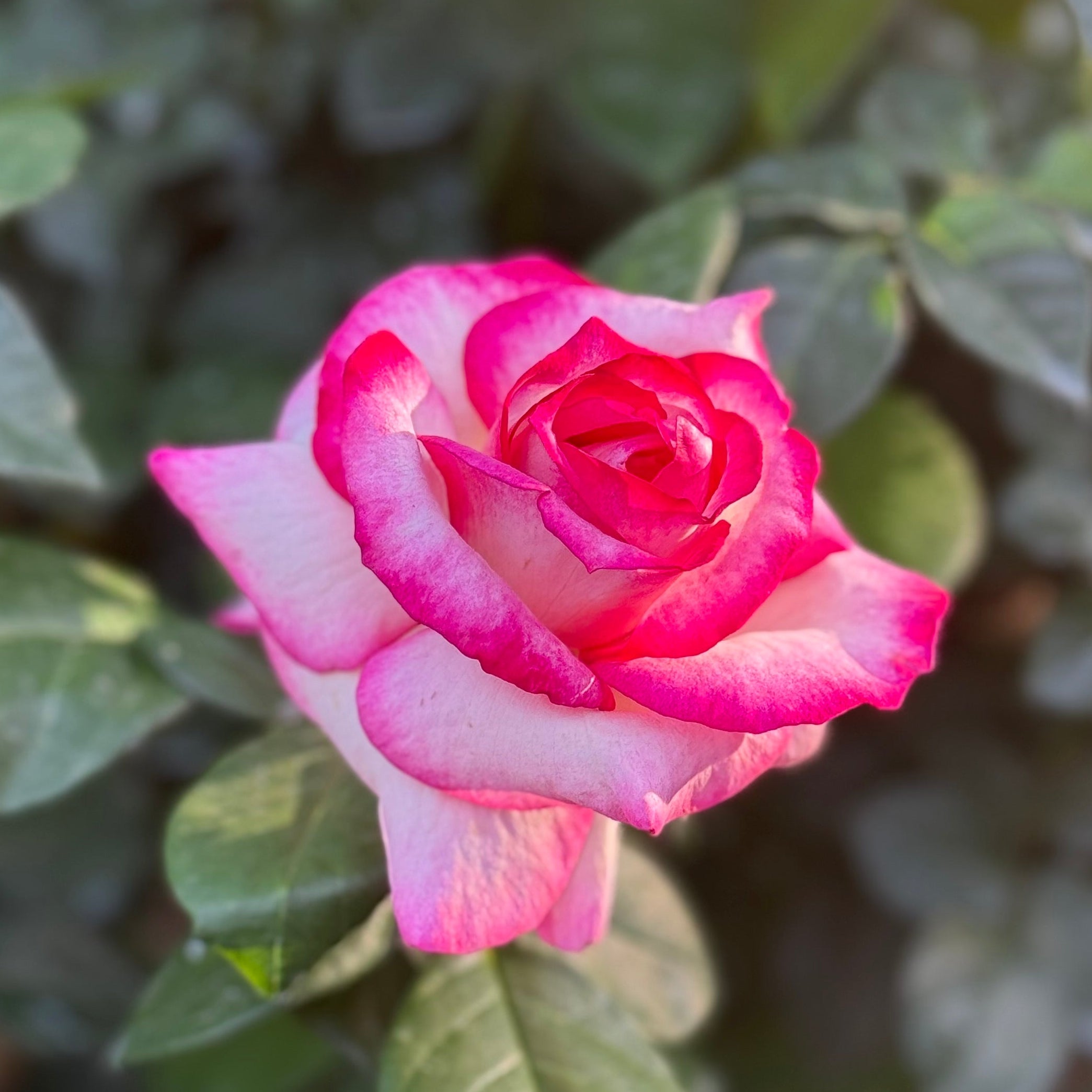 Miss Congeniality™ Potted Tree Rose