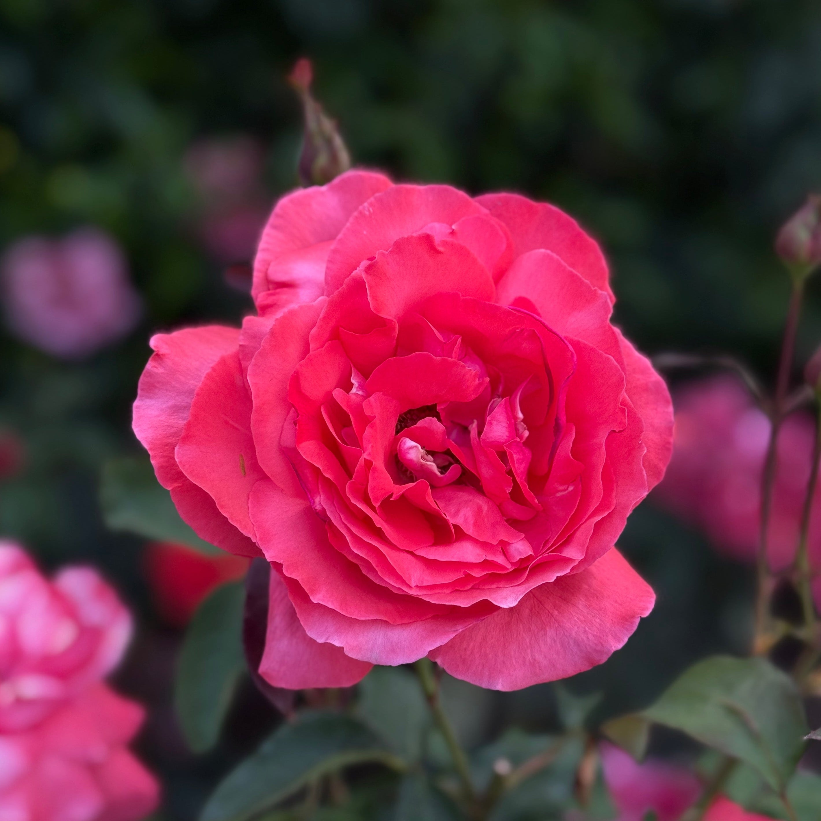 Fragrant Cloud Potted Rose Bush
