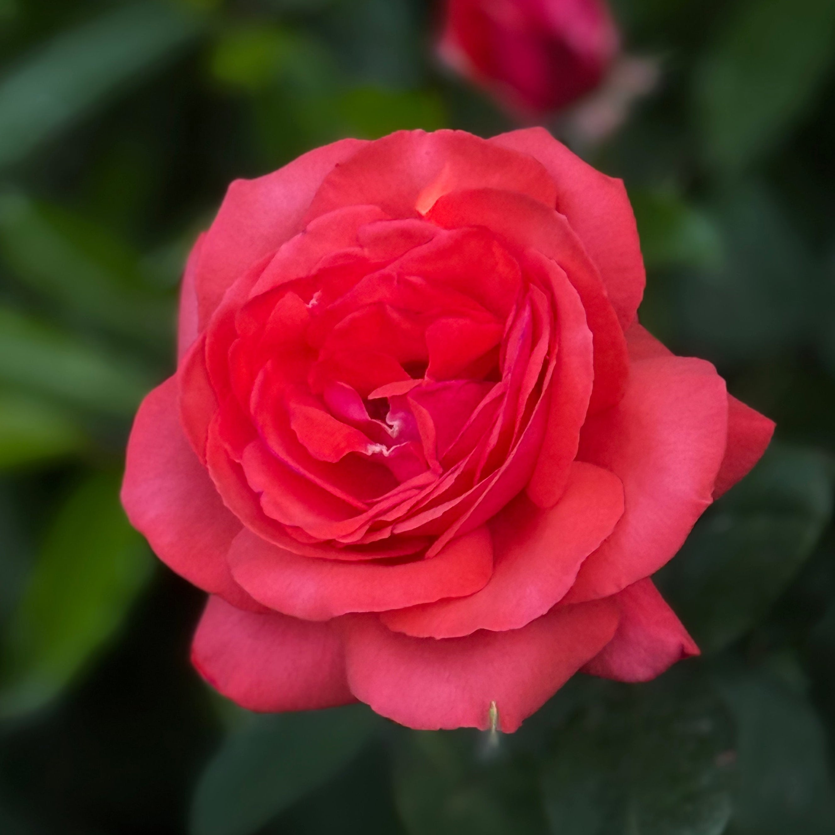 Fragrant Cloud Potted Rose Bush