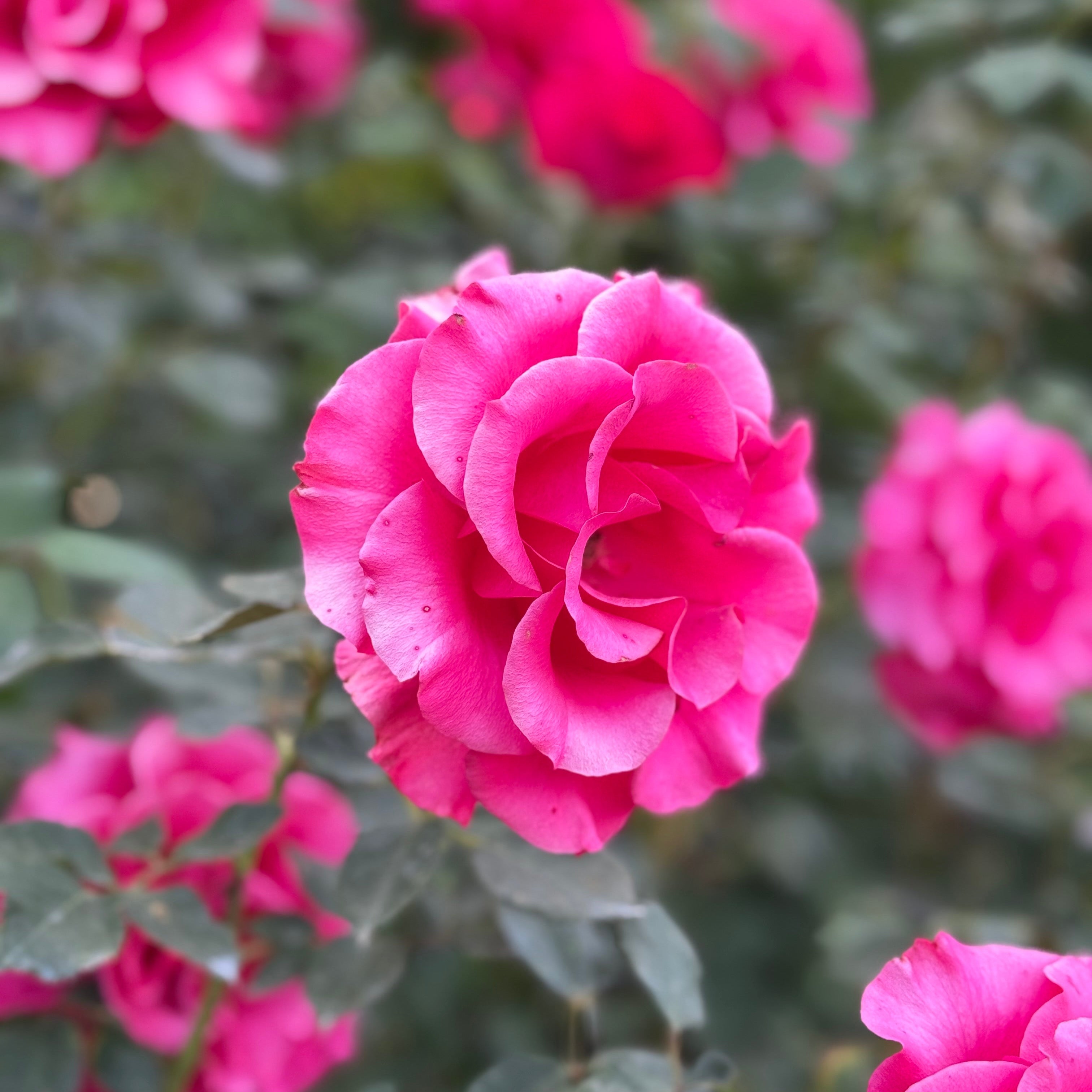 Fame!™ Bare Root Rose Bush