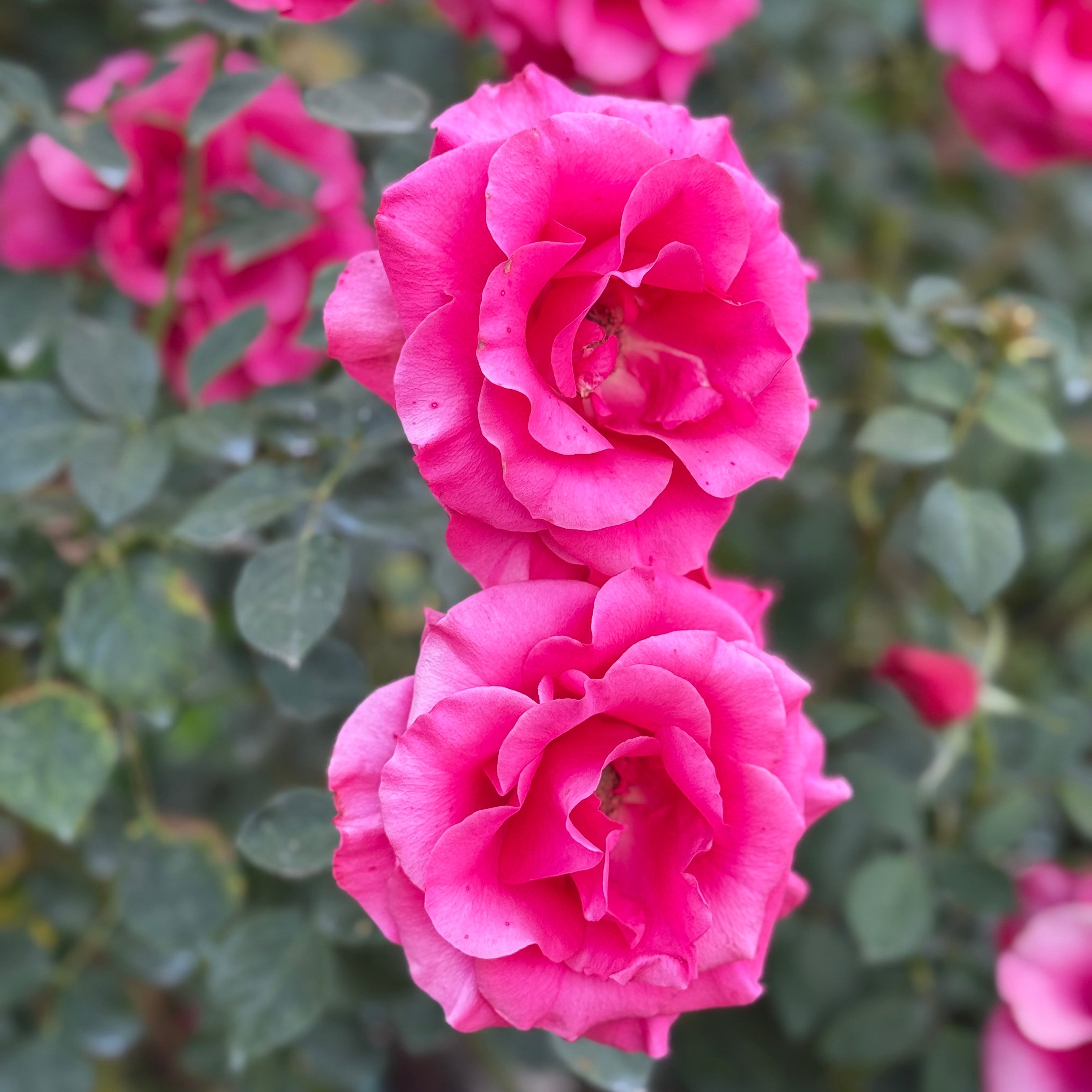 Fame!™ Bare Root Rose Bush