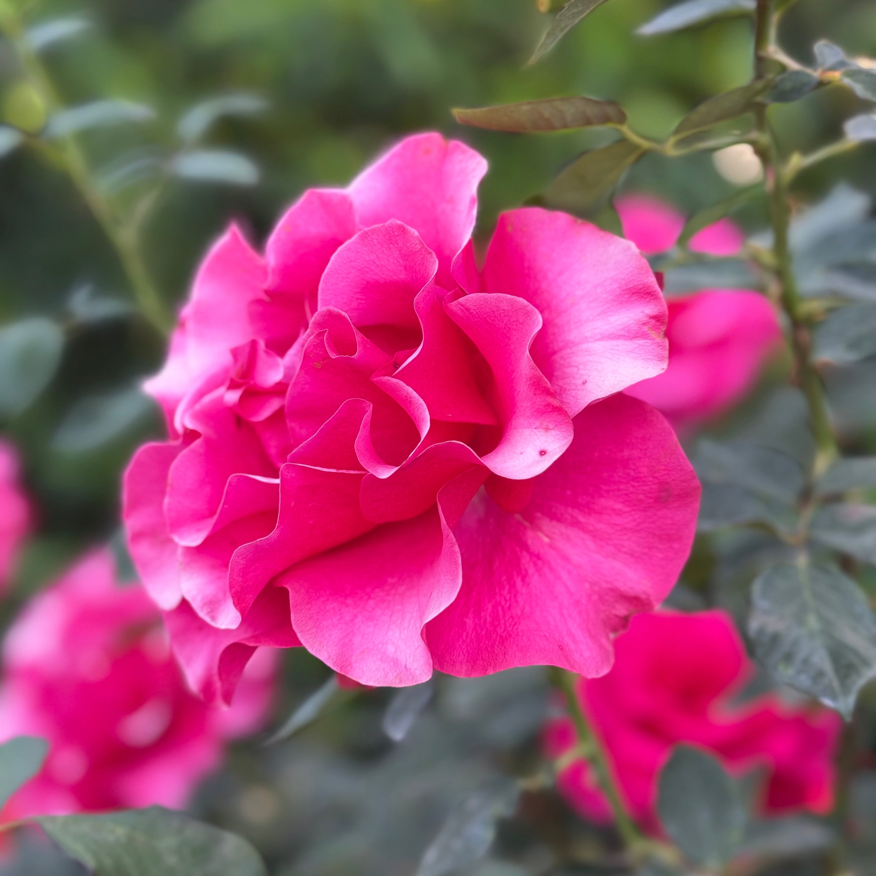 Fame!™ Bare Root Rose Bush