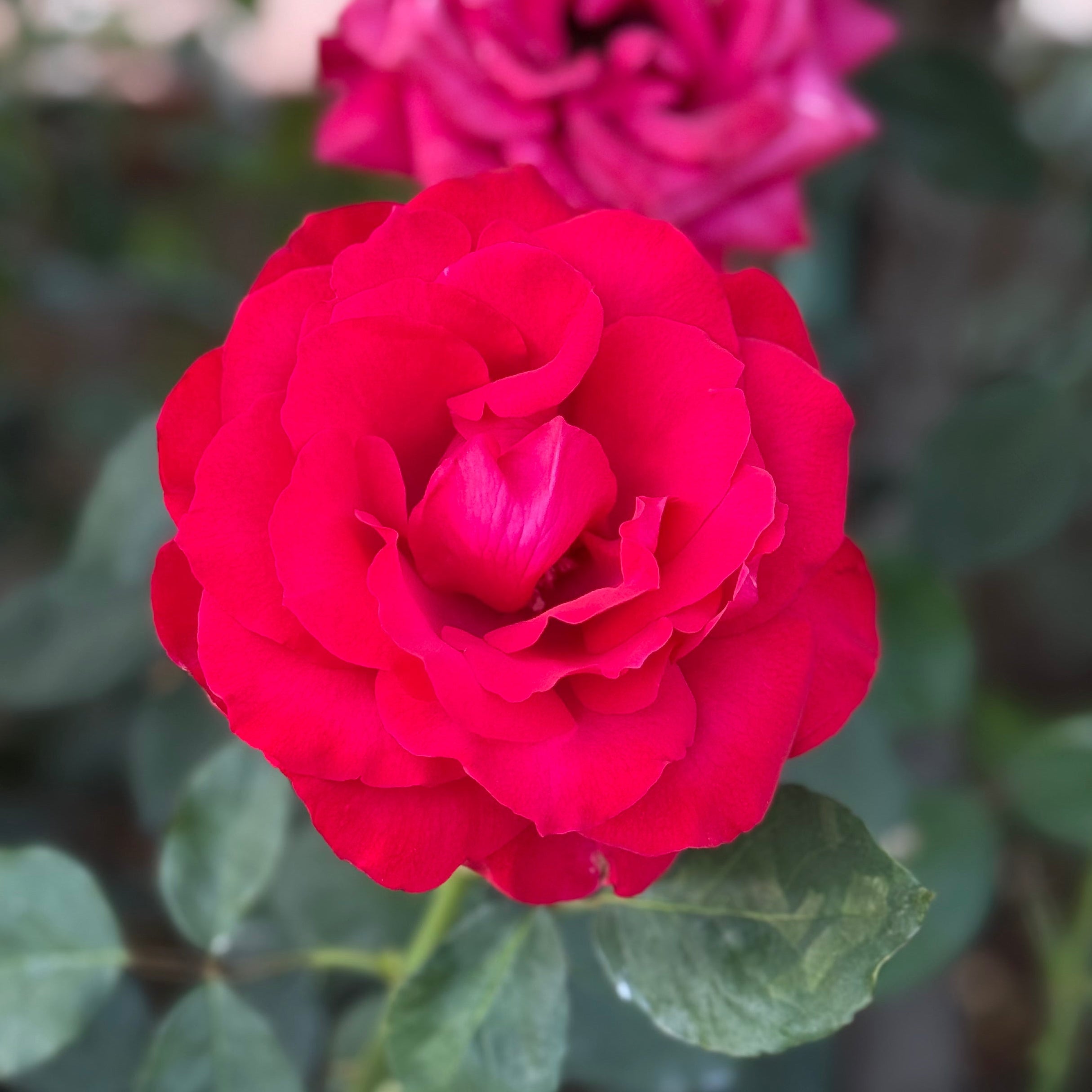 Olympiad™ Bare Root Rose Bush