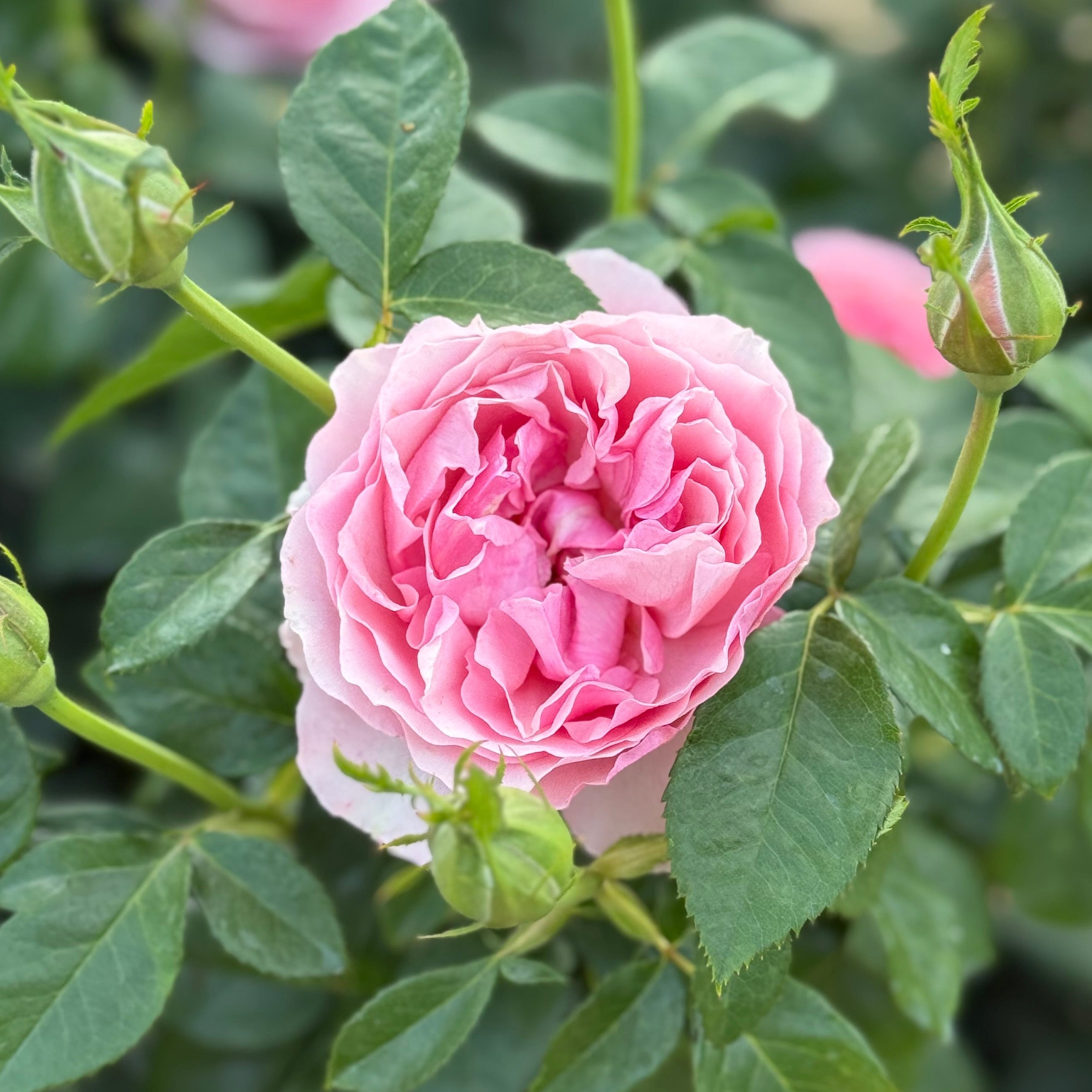 All Dressed Up™ Potted Rose Bush