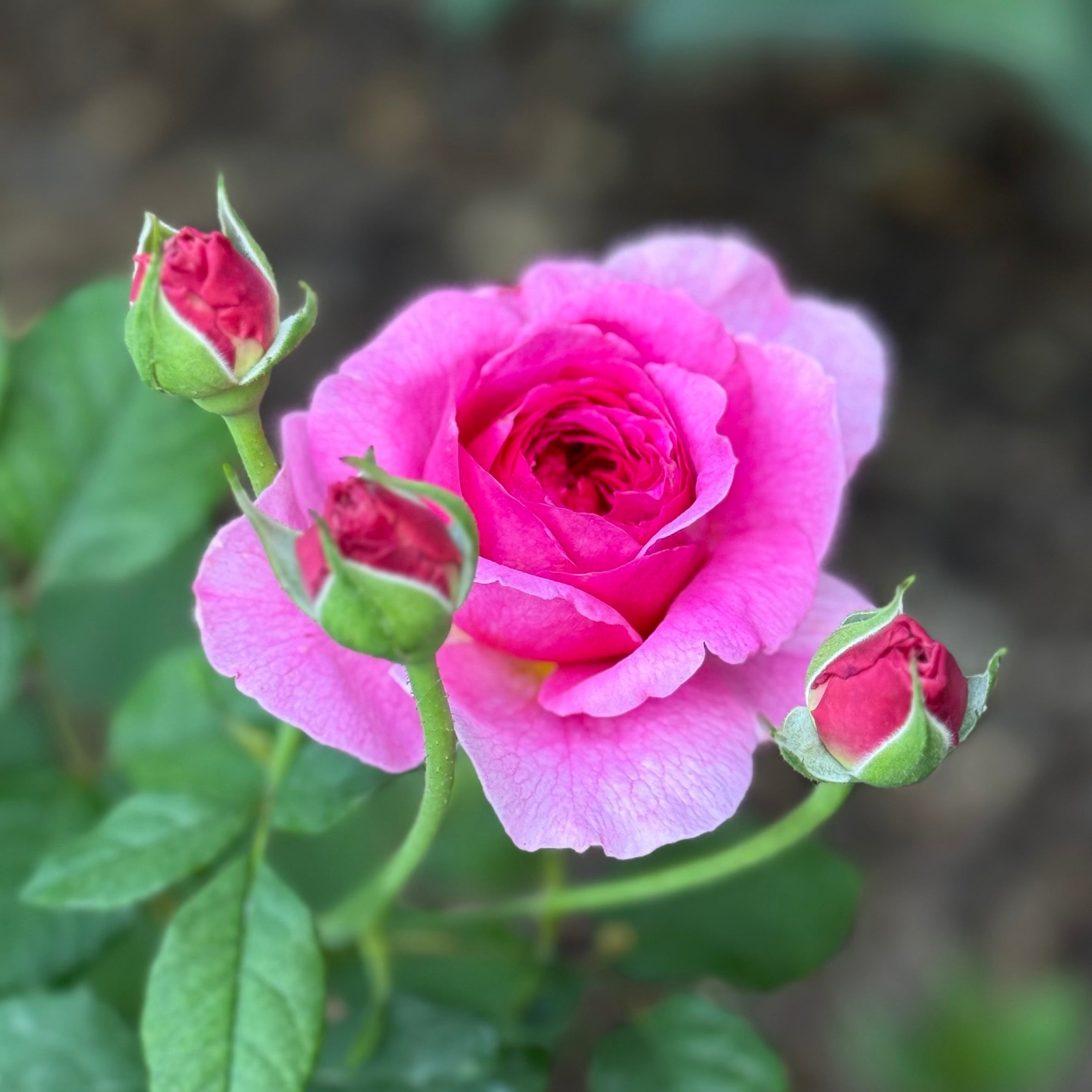 David Austin® Gabriel Oak® Potted Rose Bush