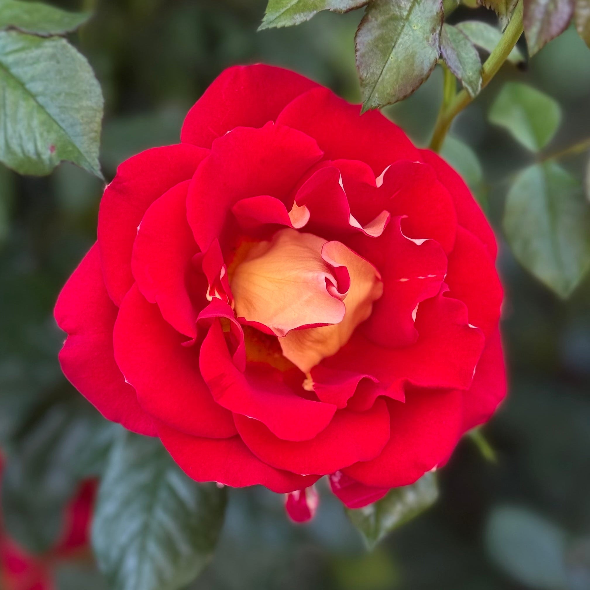 Ketchup and Mustard® Bare Root Tree Rose