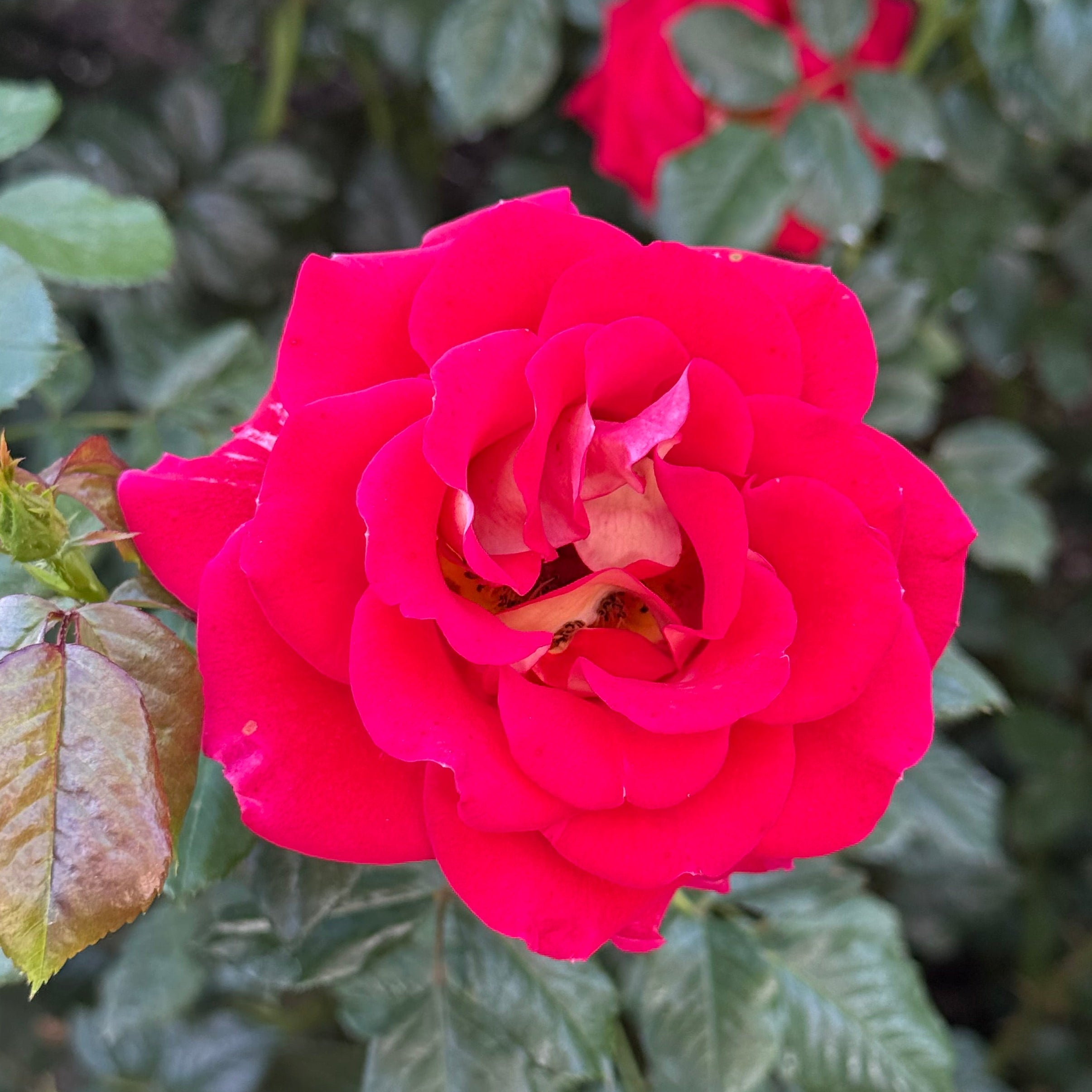 Ketchup and Mustard® Bare Root Tree Rose