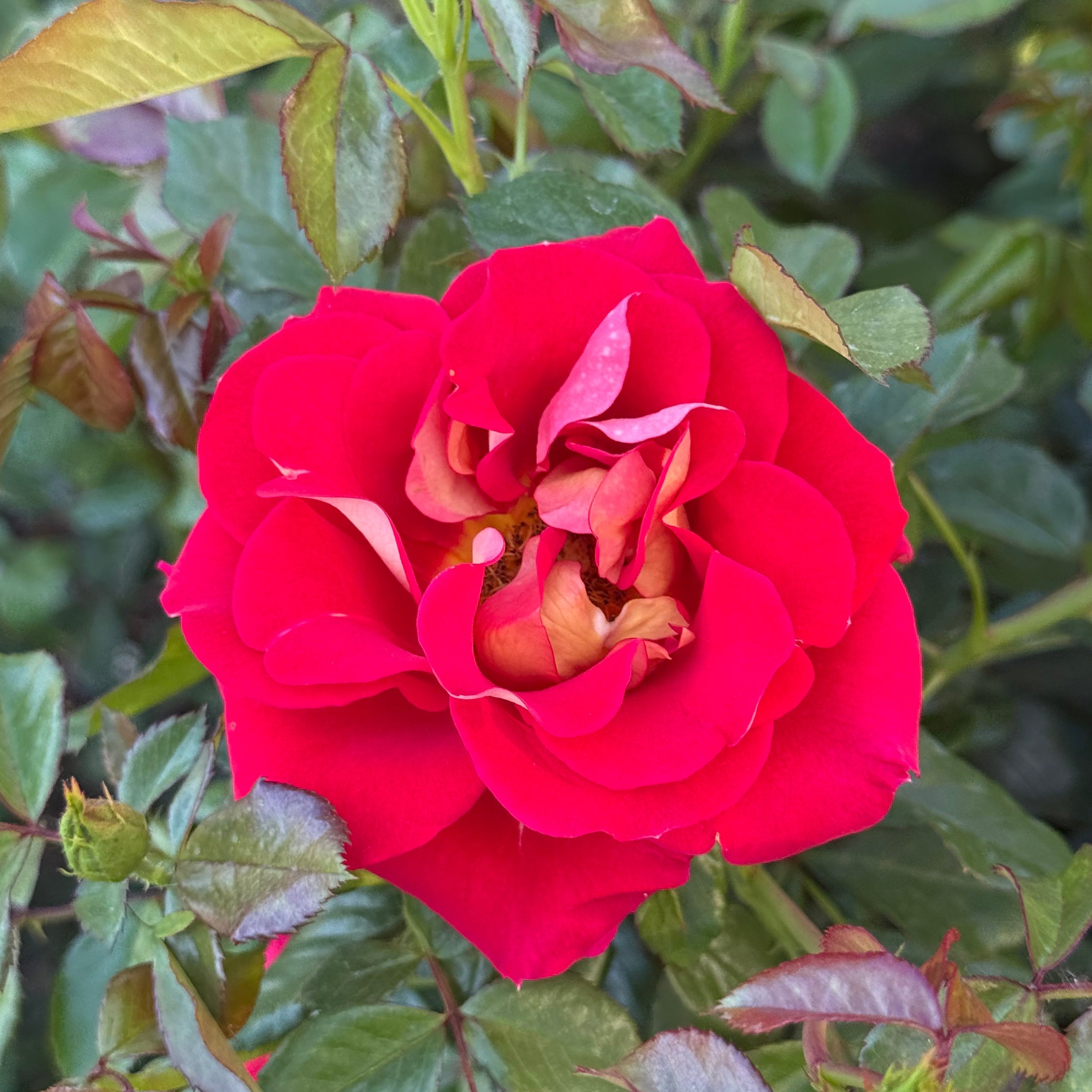 Ketchup and Mustard® Bare Root Rose Bush
