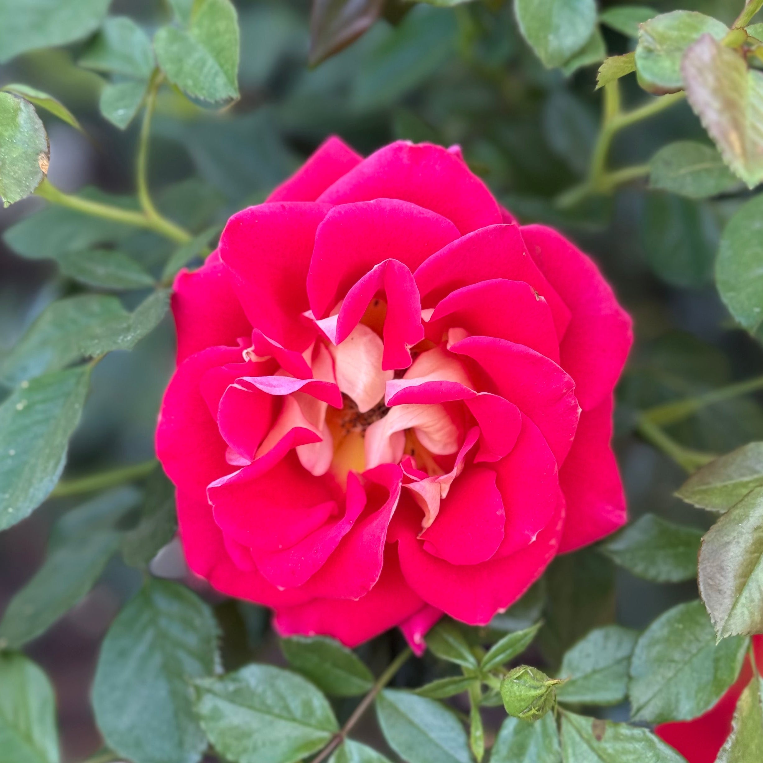 Ketchup and Mustard® Bare Root Rose Bush