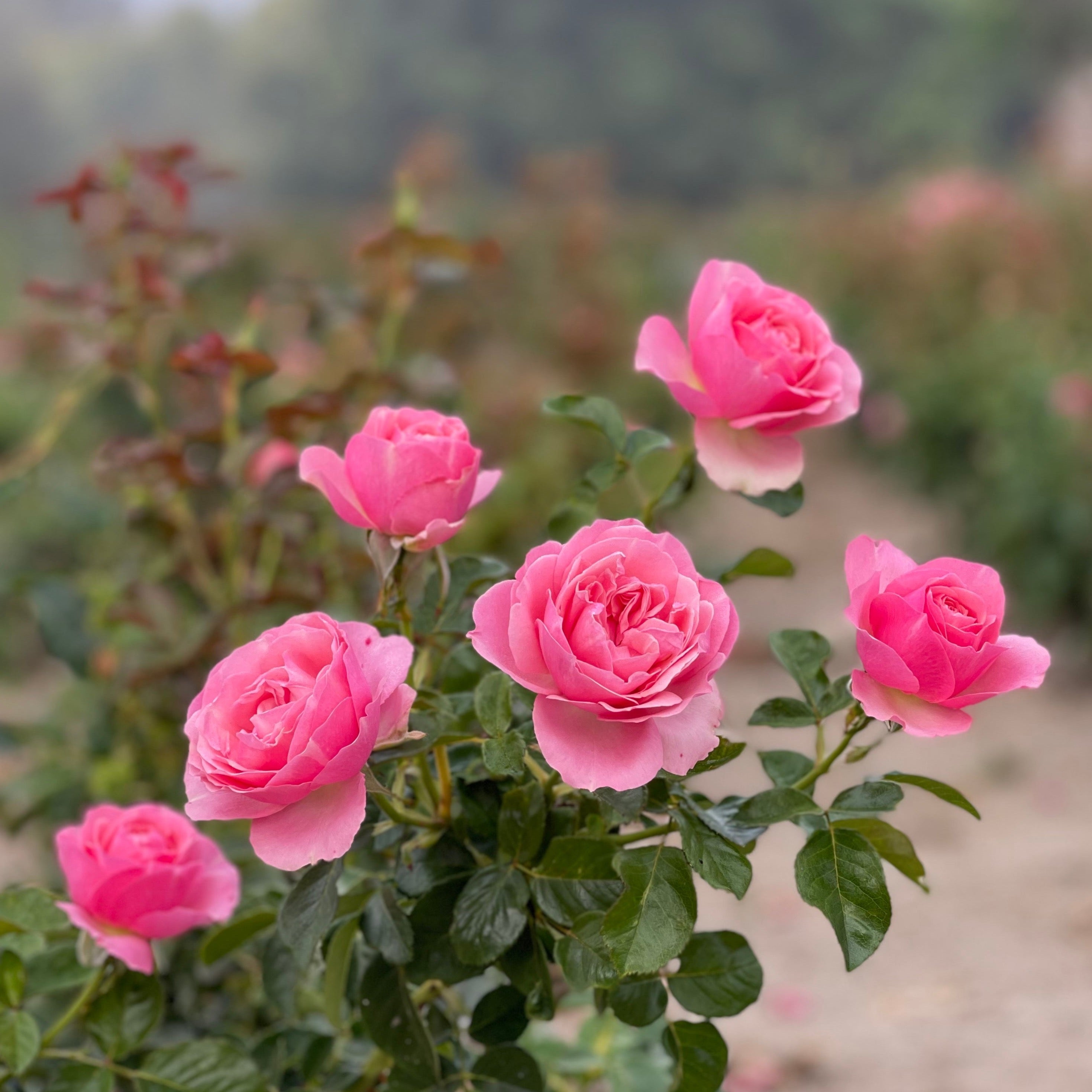 All Dressed Up™ Bare Root Rose Bush