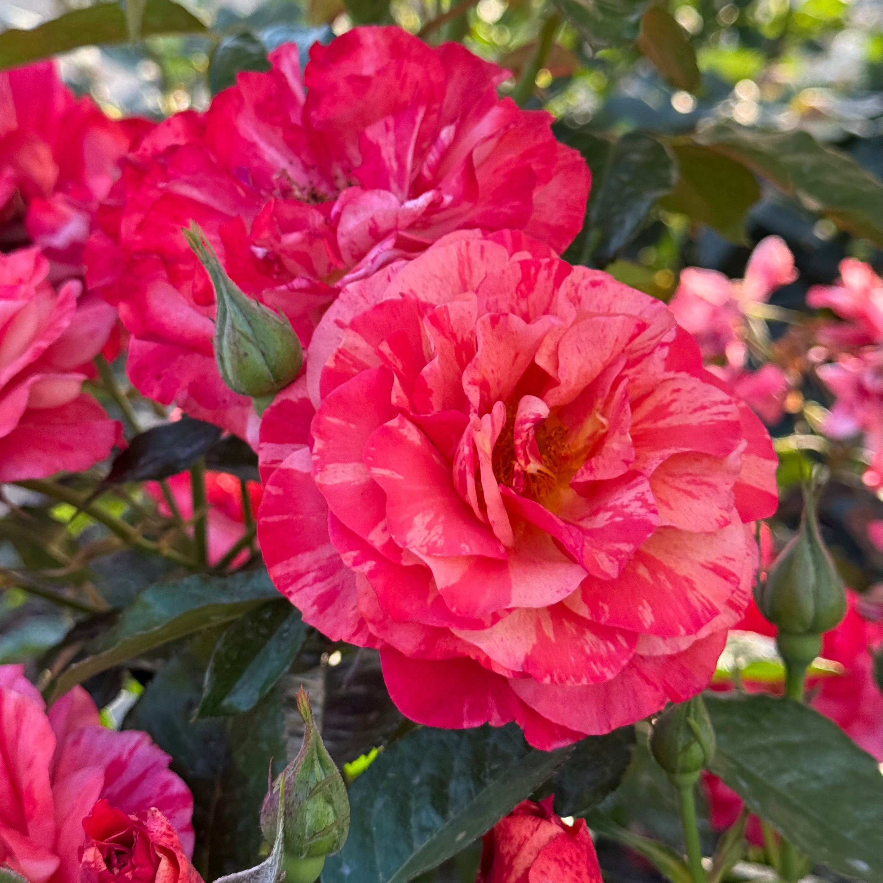 Frida Kahlo® Potted Rose Bush
