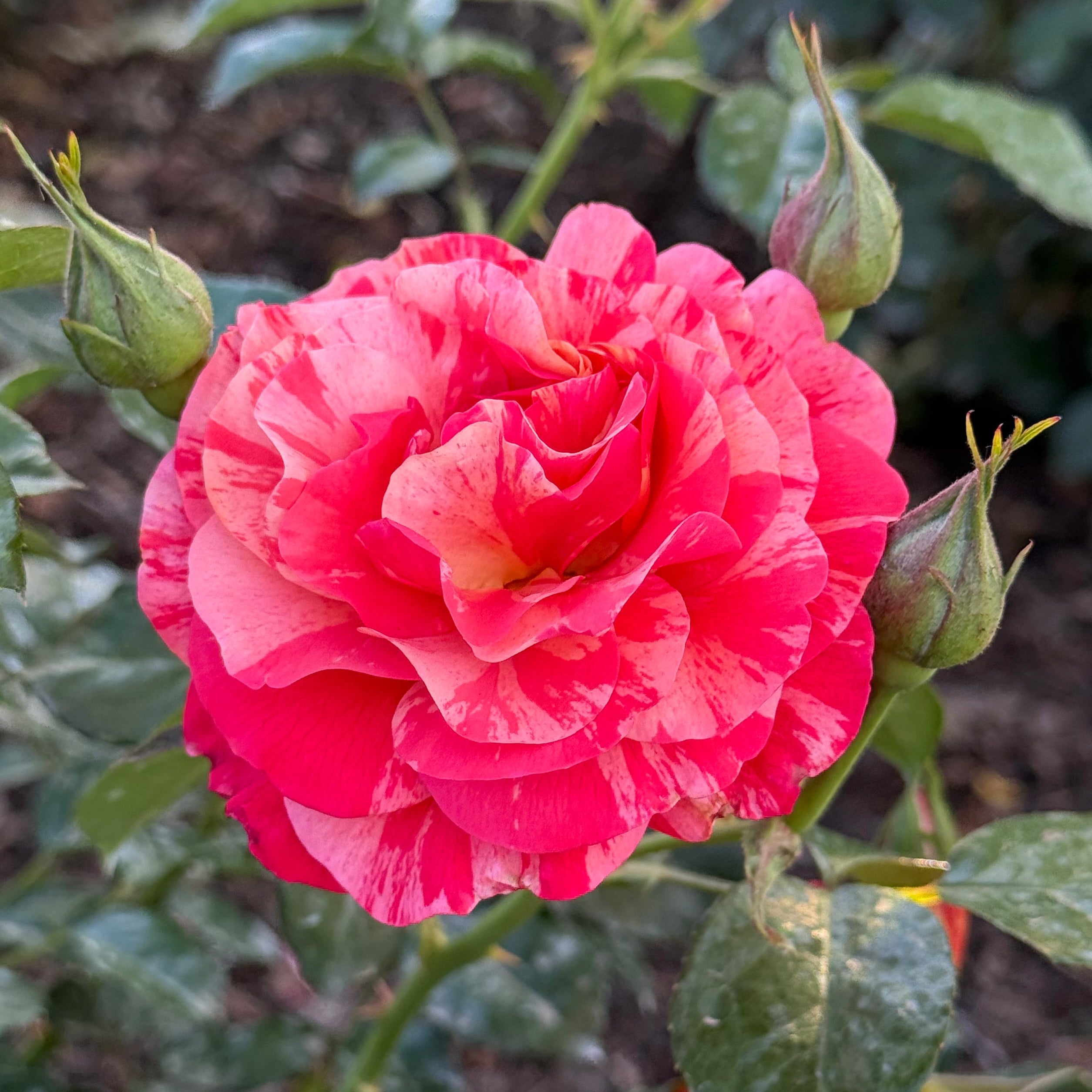 Frida Kahlo® Bare Root Rose Bush