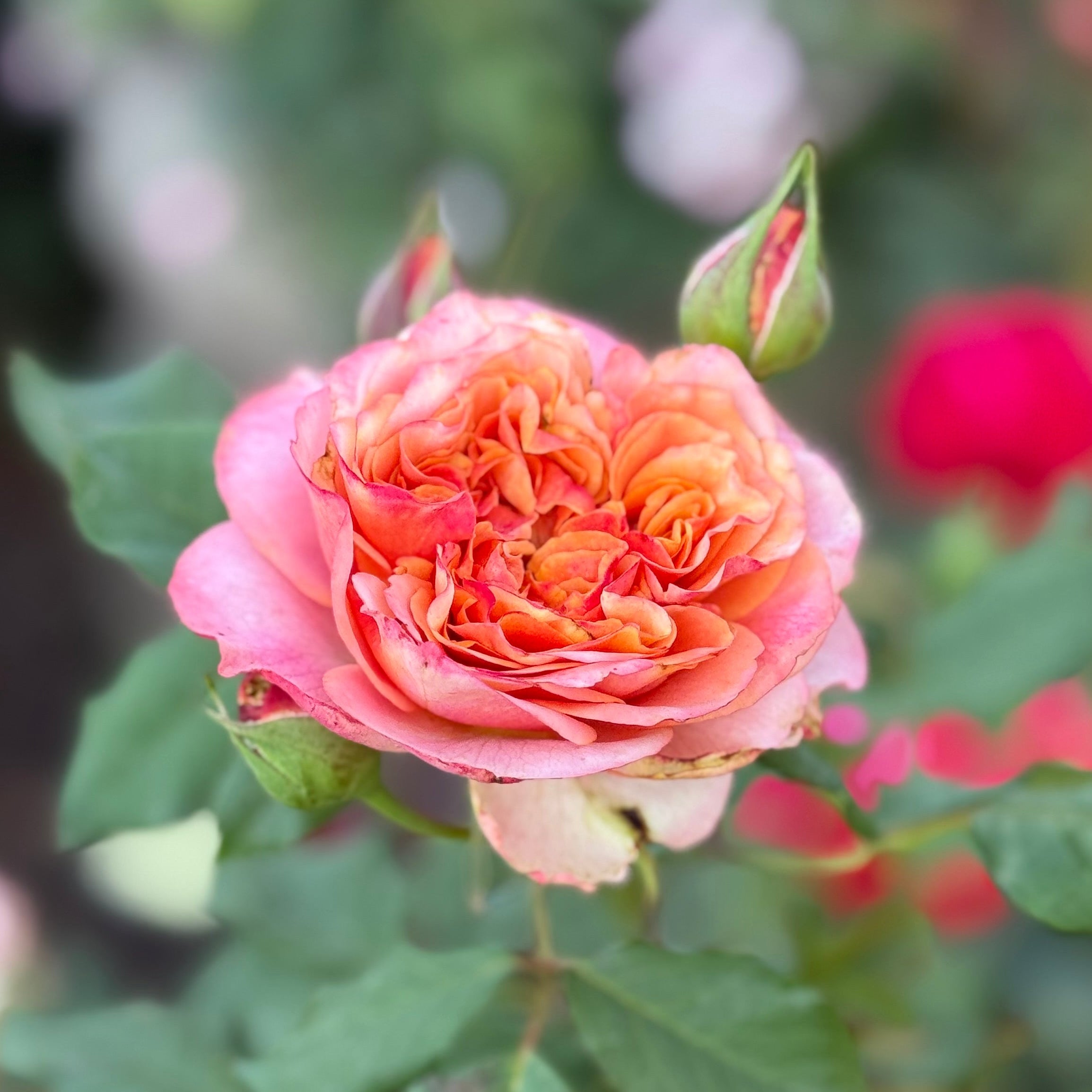 Sunbelt® Crazy Love™ Bare Root Rose Bush