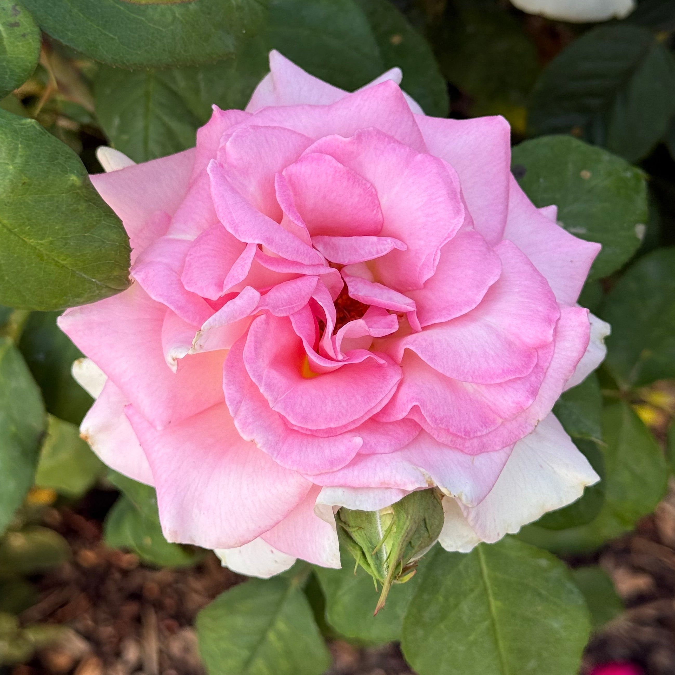 Falling in Love ™ Potted Rose Bush