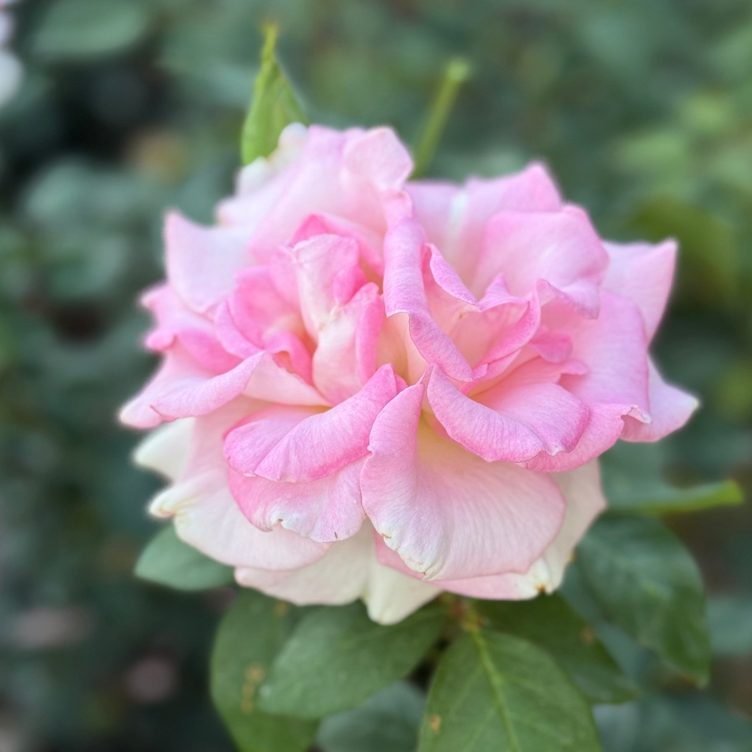 Pink rose with green leaves against a blurred green background
