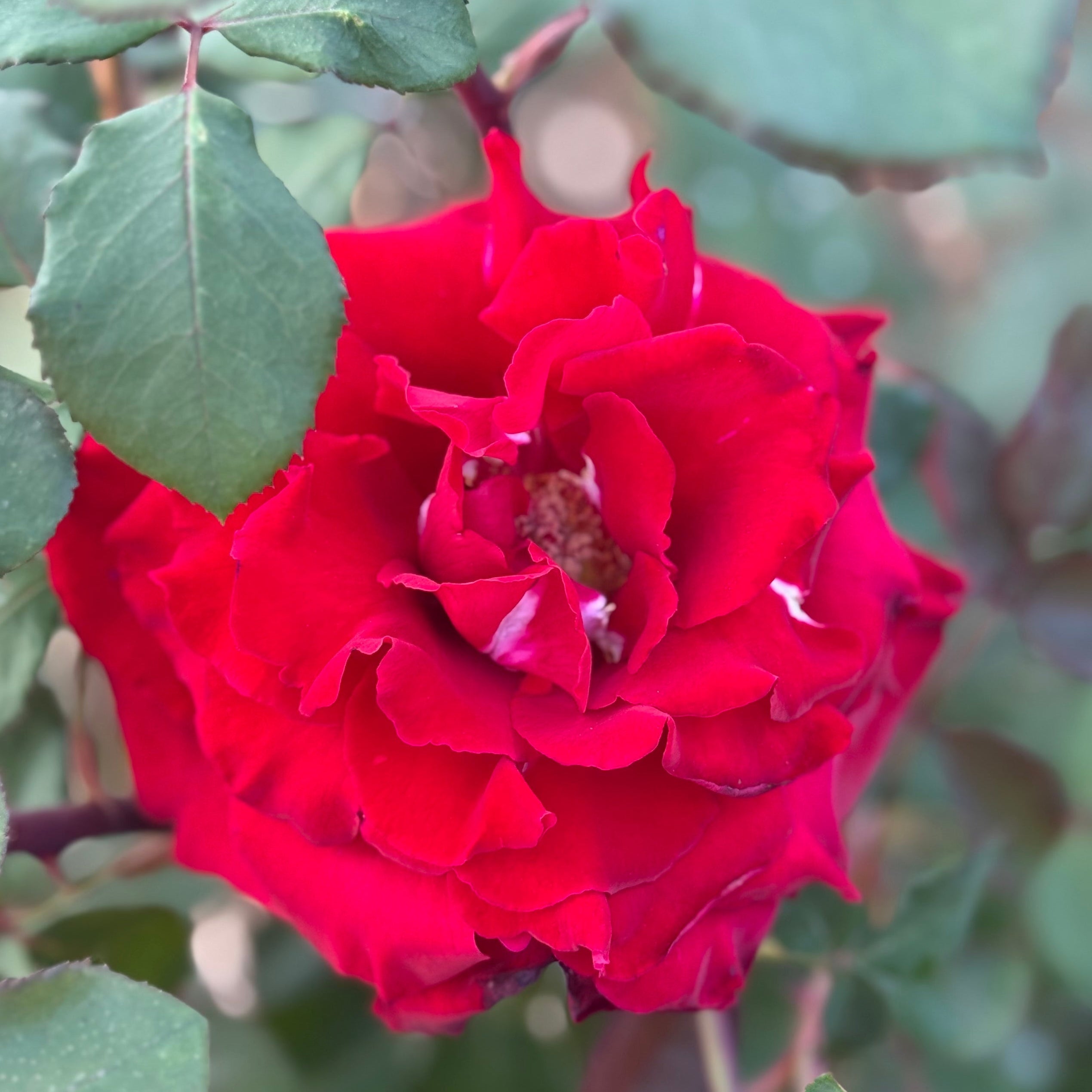 Love's Promise™ Potted Rose Bush