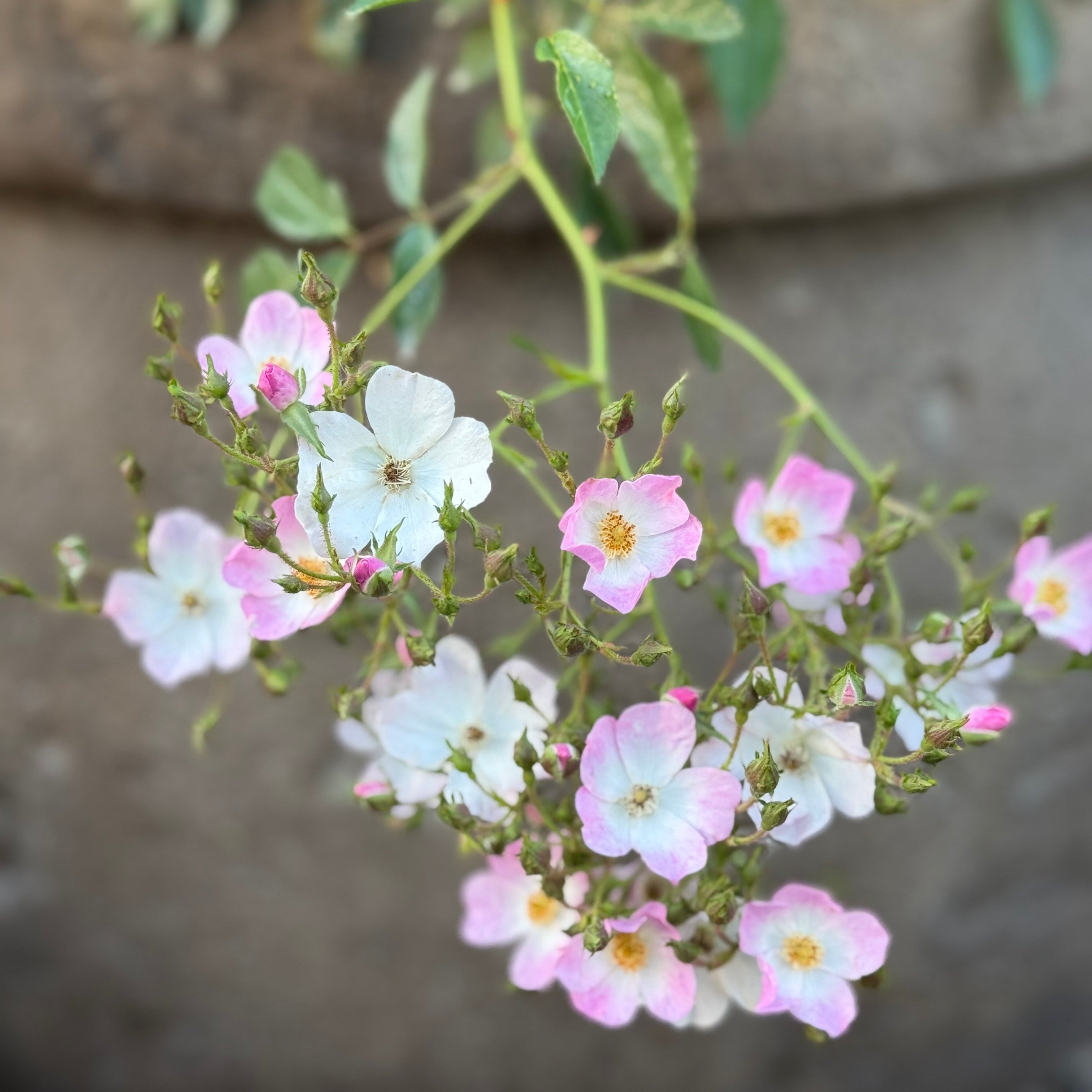 Ballerina™ Potted Rose Bush