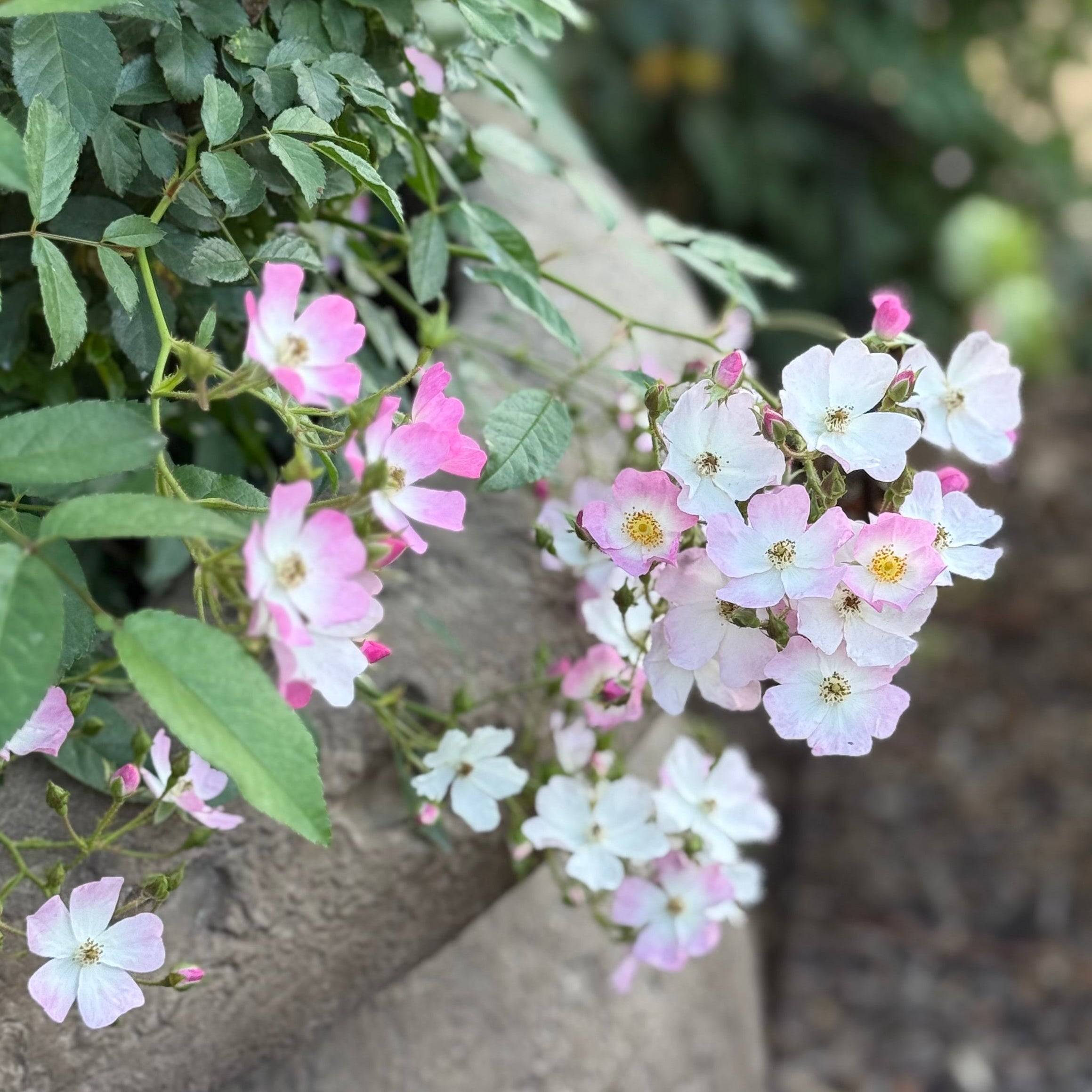 Ballerina™ Potted Rose Bush