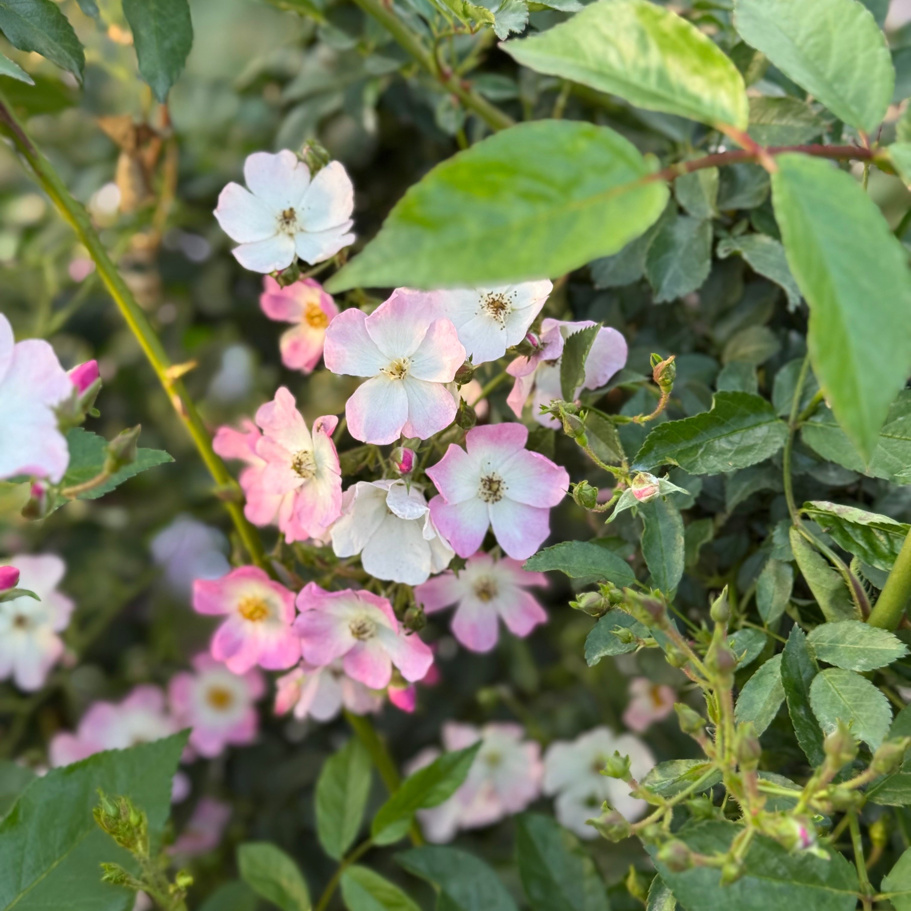 Ballerina™ Potted Rose Bush