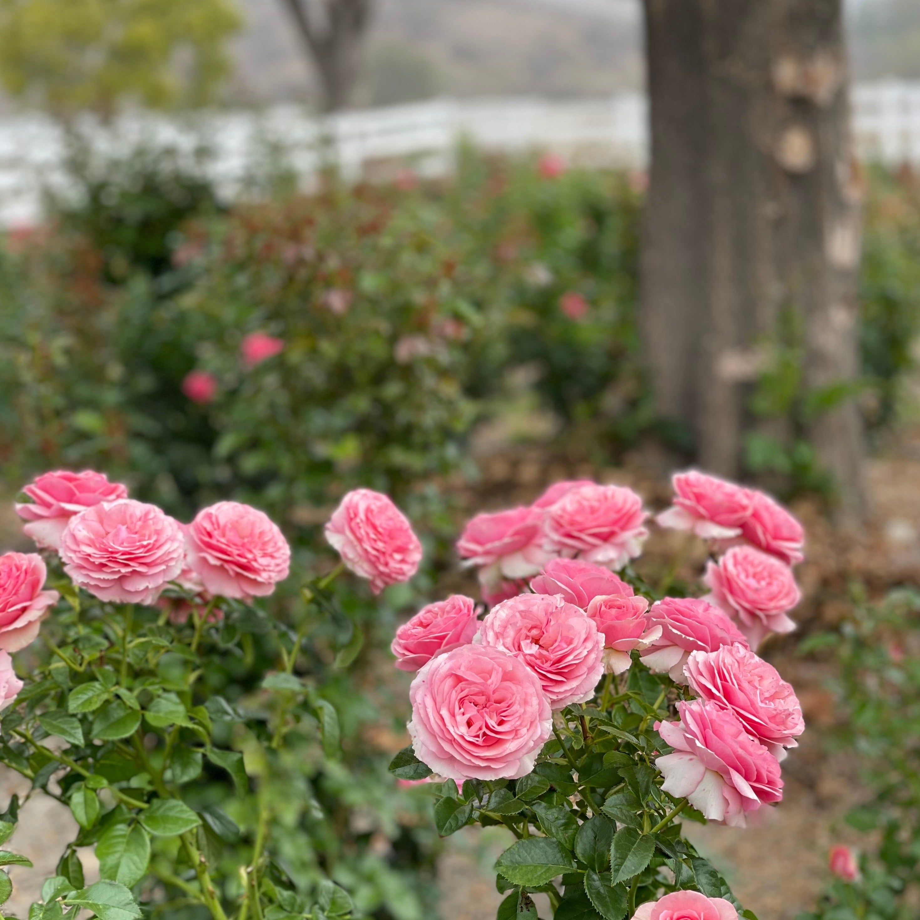All Dressed Up™ Bare Root Rose Bush