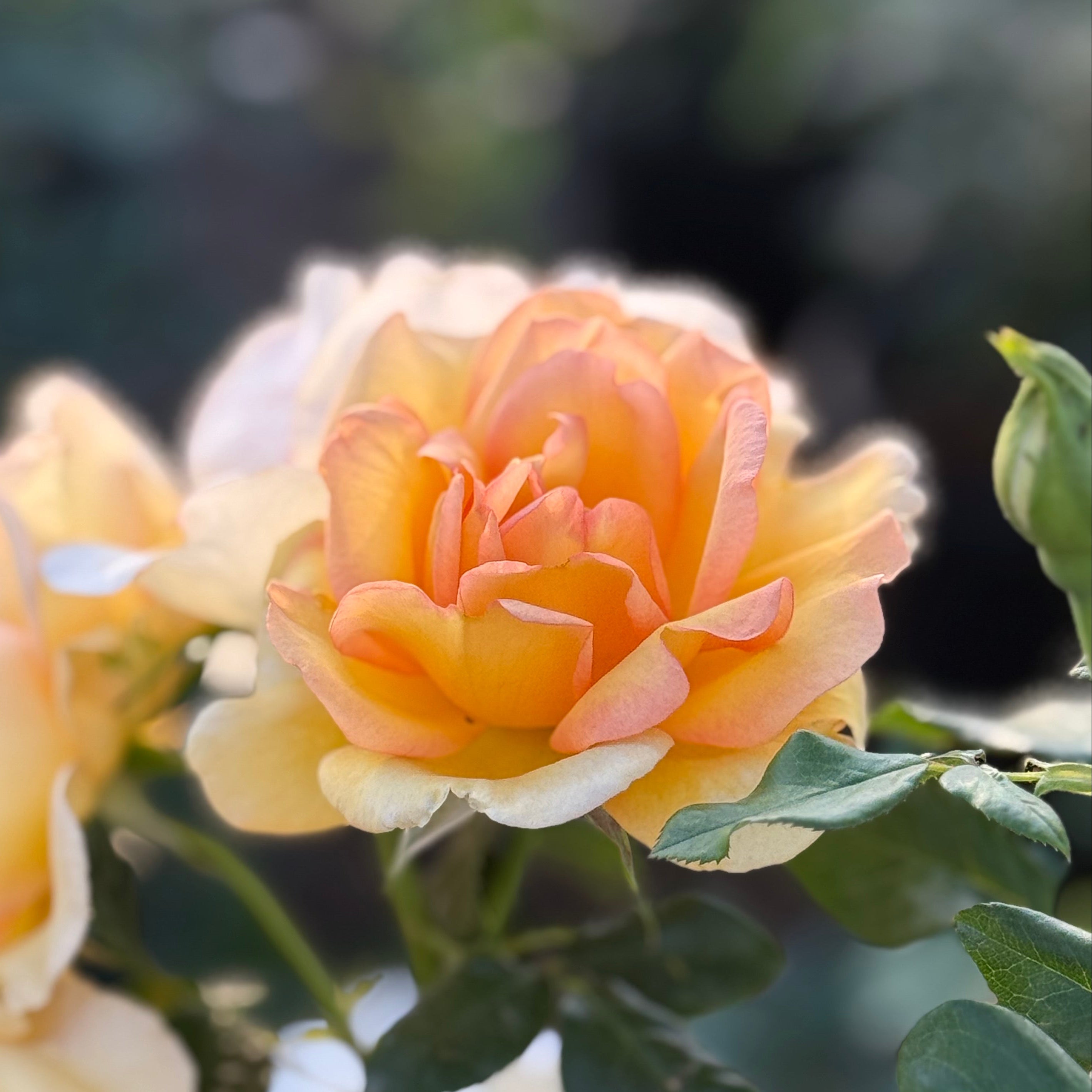 Gold Struck™ Bare Root Rose Bush