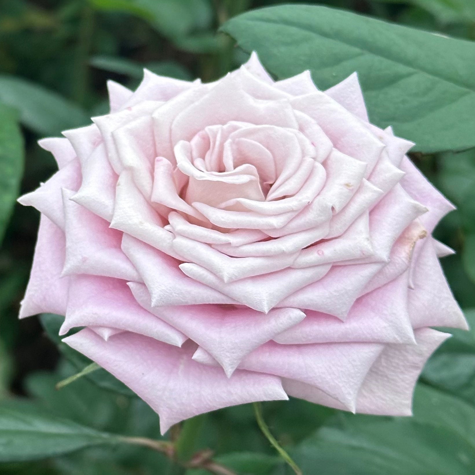 Menta™ Potted Rose Bush