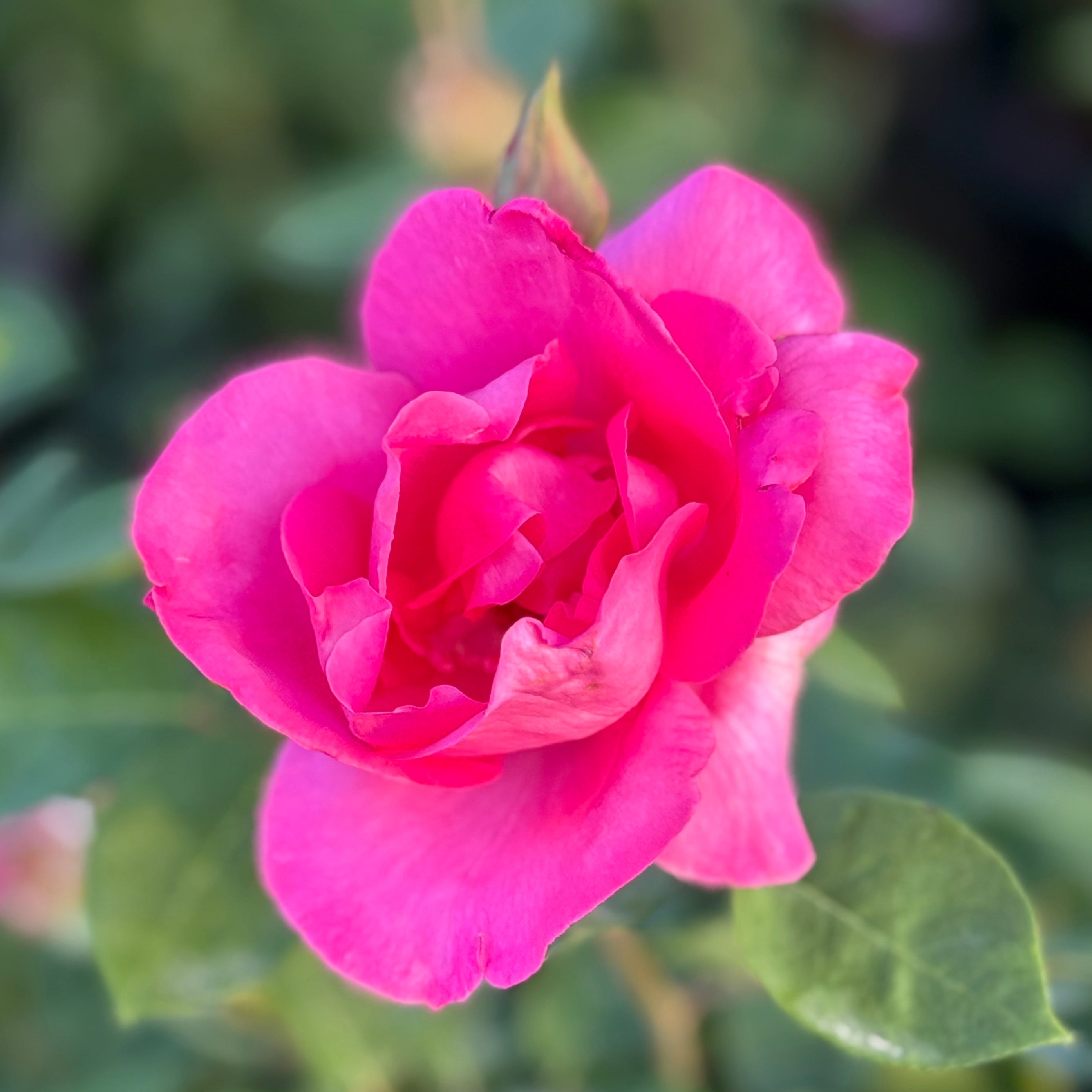 The McCartney Rose® Potted Rose Bush