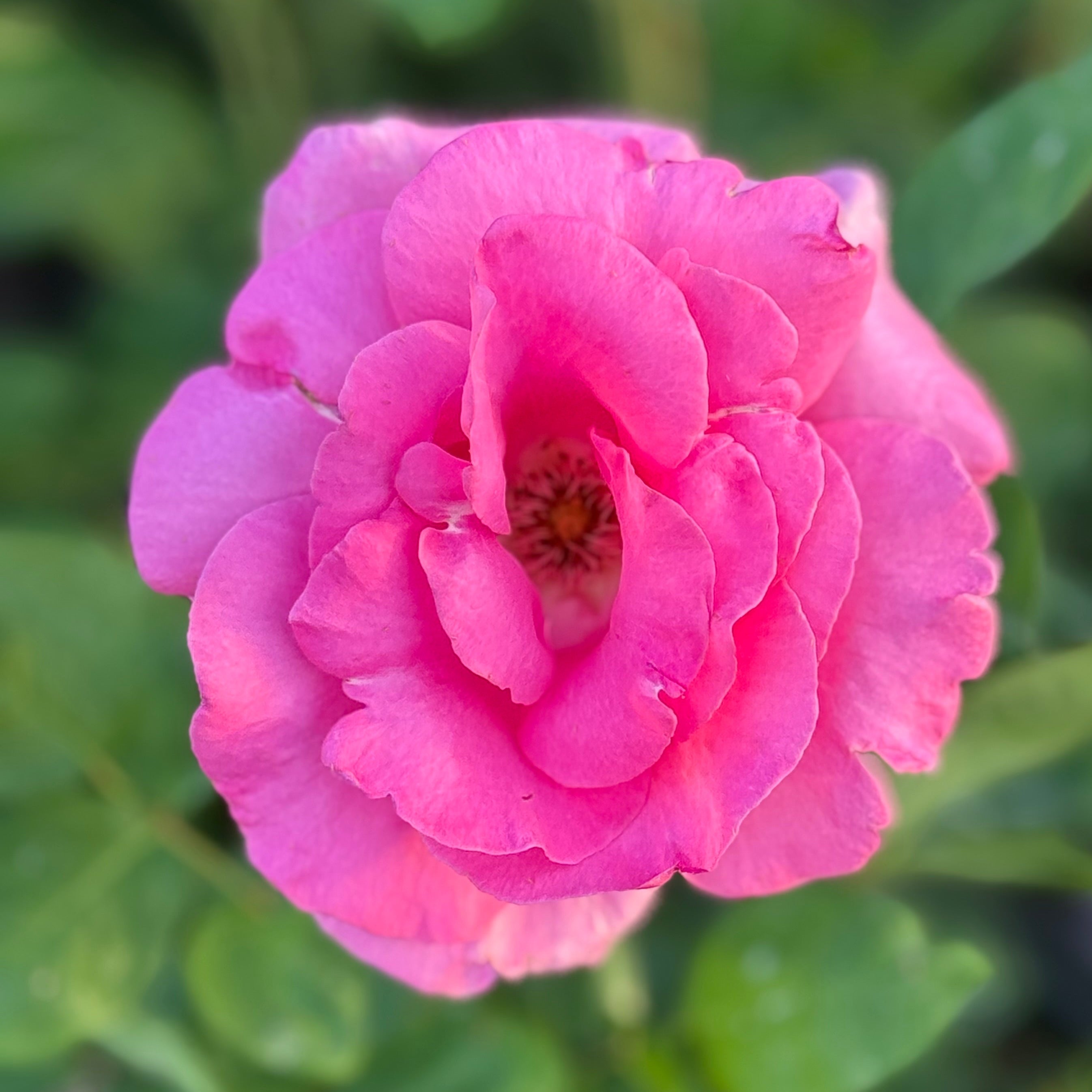 The McCartney Rose® Potted Rose Bush