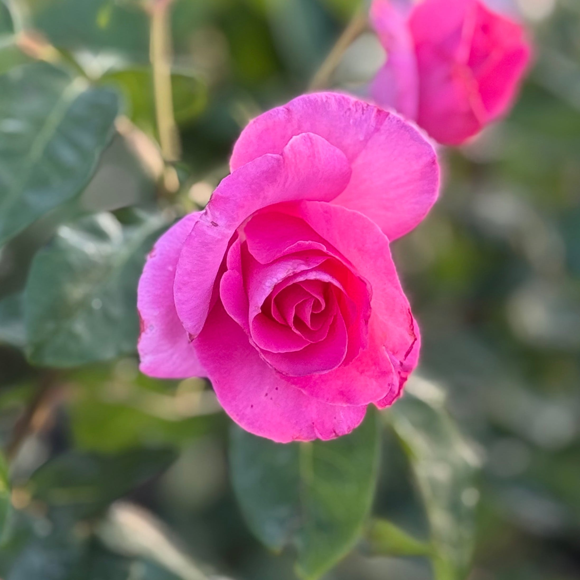 The McCartney Rose™ Bare Root Rose Bush