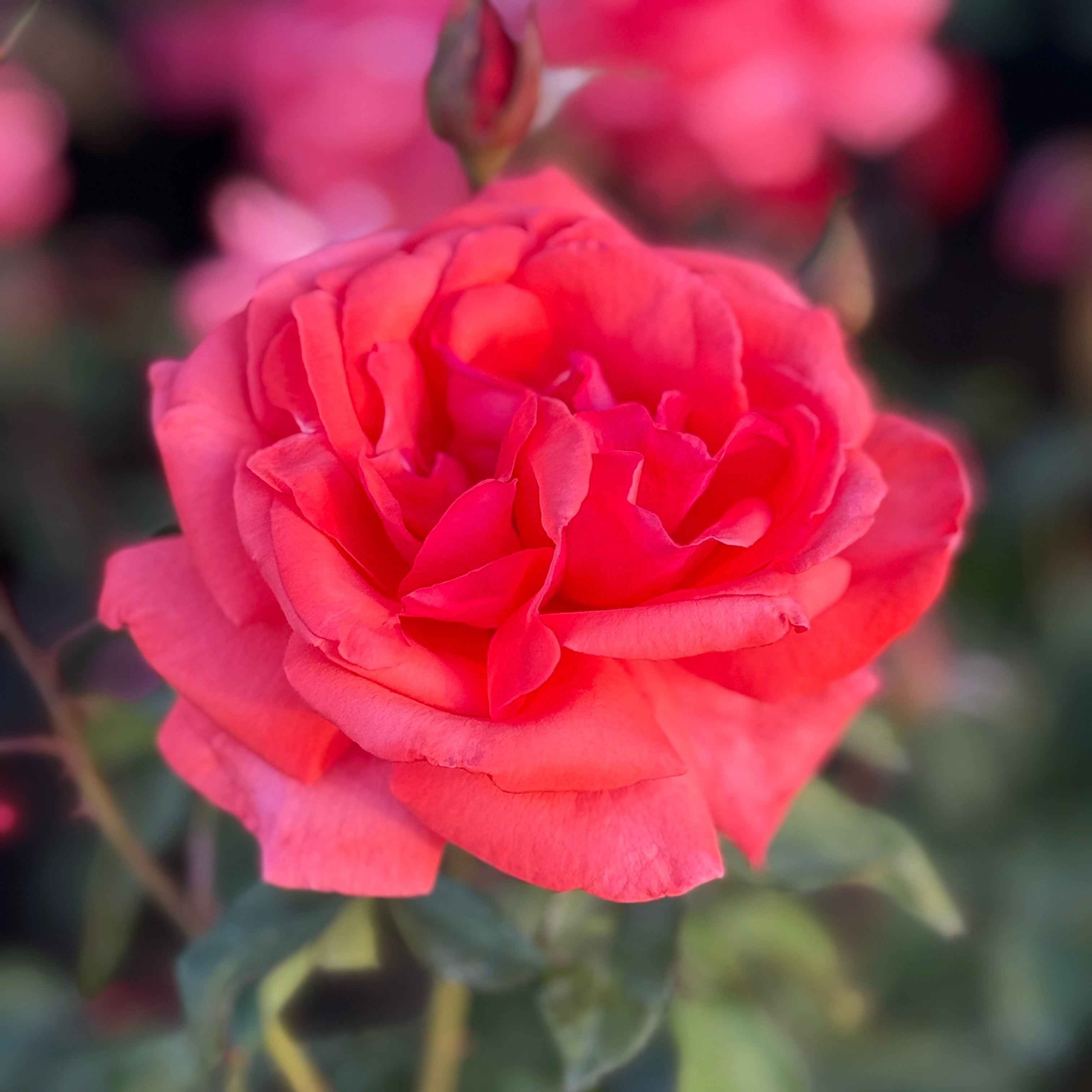 Dolly Parton™ Potted Rose Bush