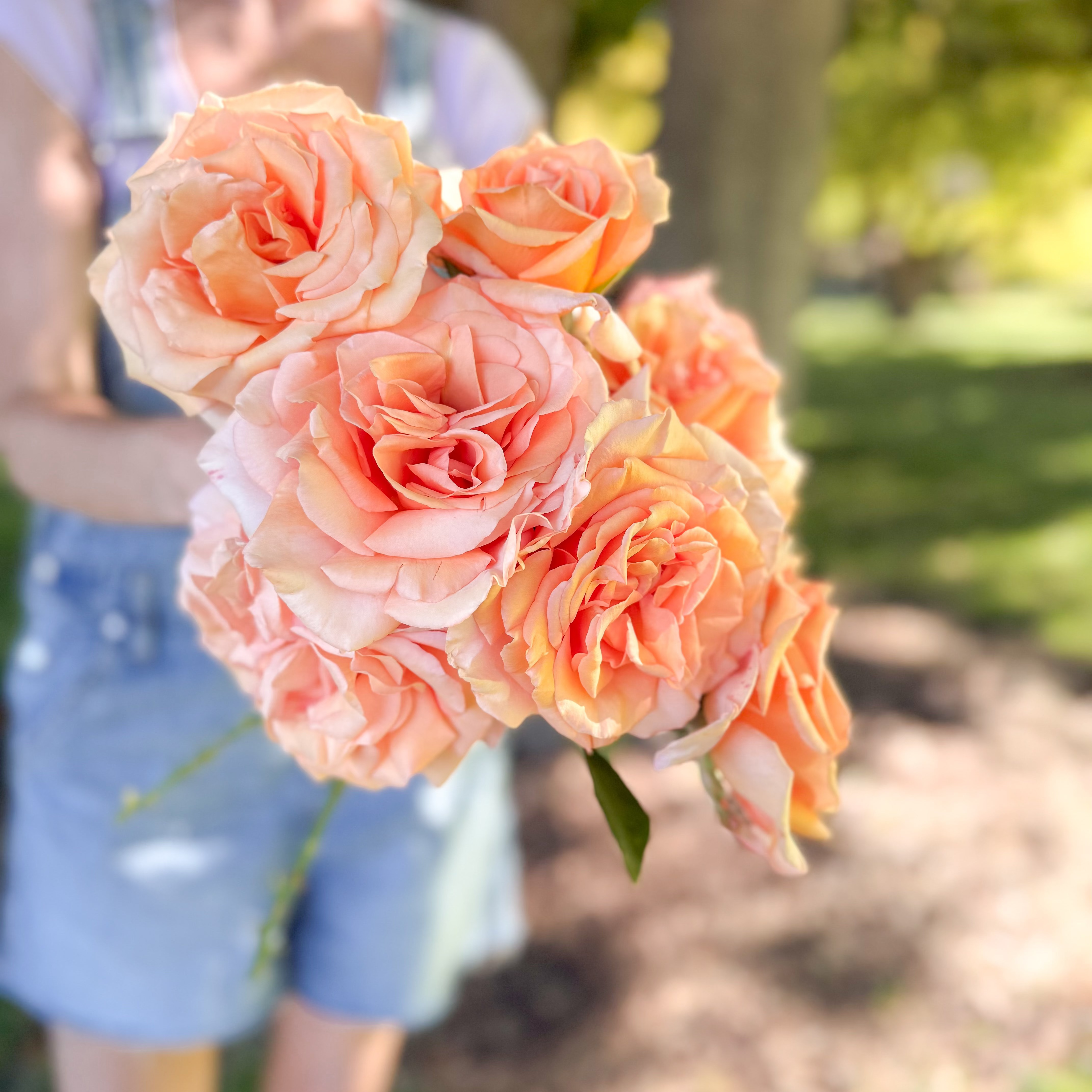 Sunset Celebration Bare Root Rose Bush