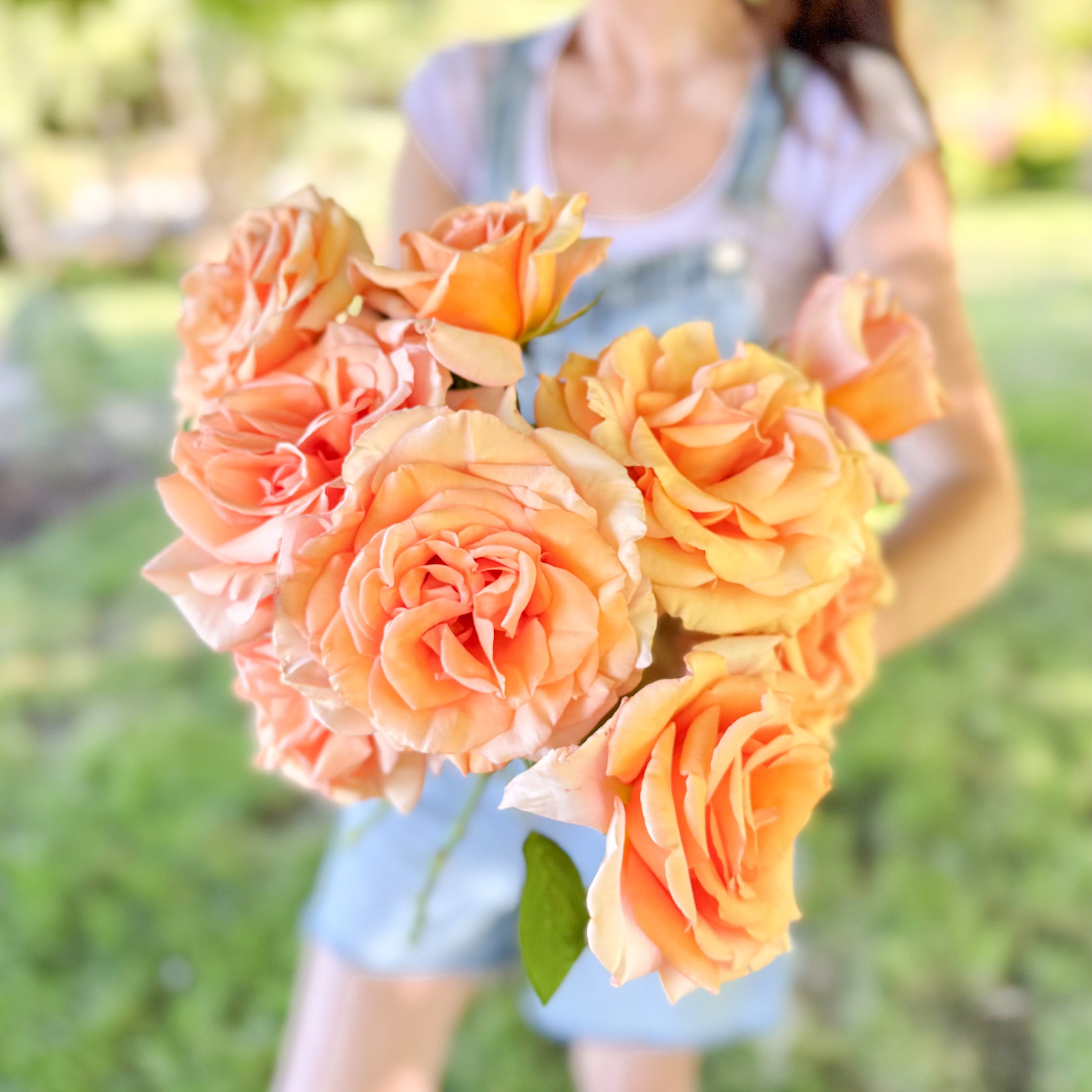 Sunset Celebration Potted Rose Bush