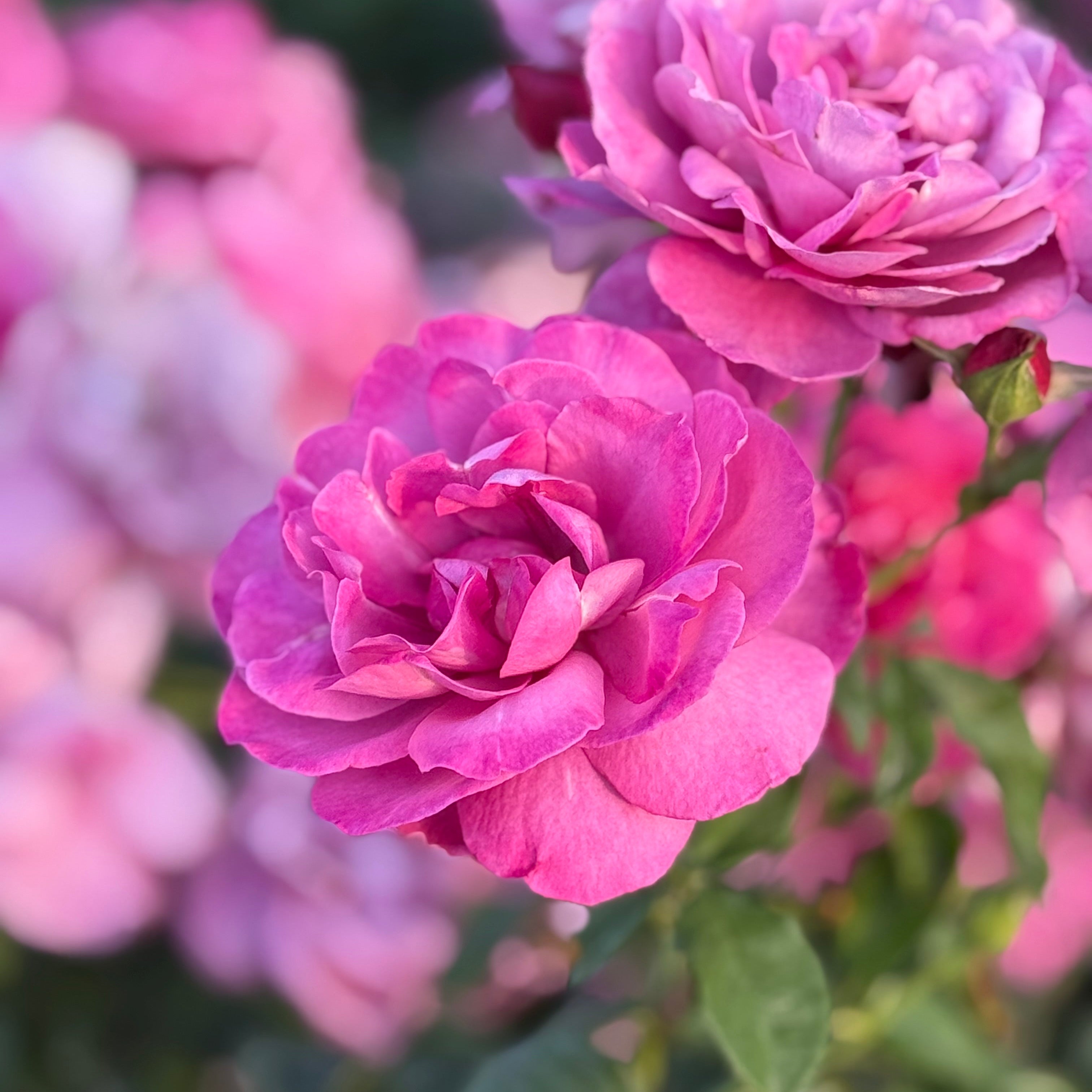 Heirloom Potted Rose Bush