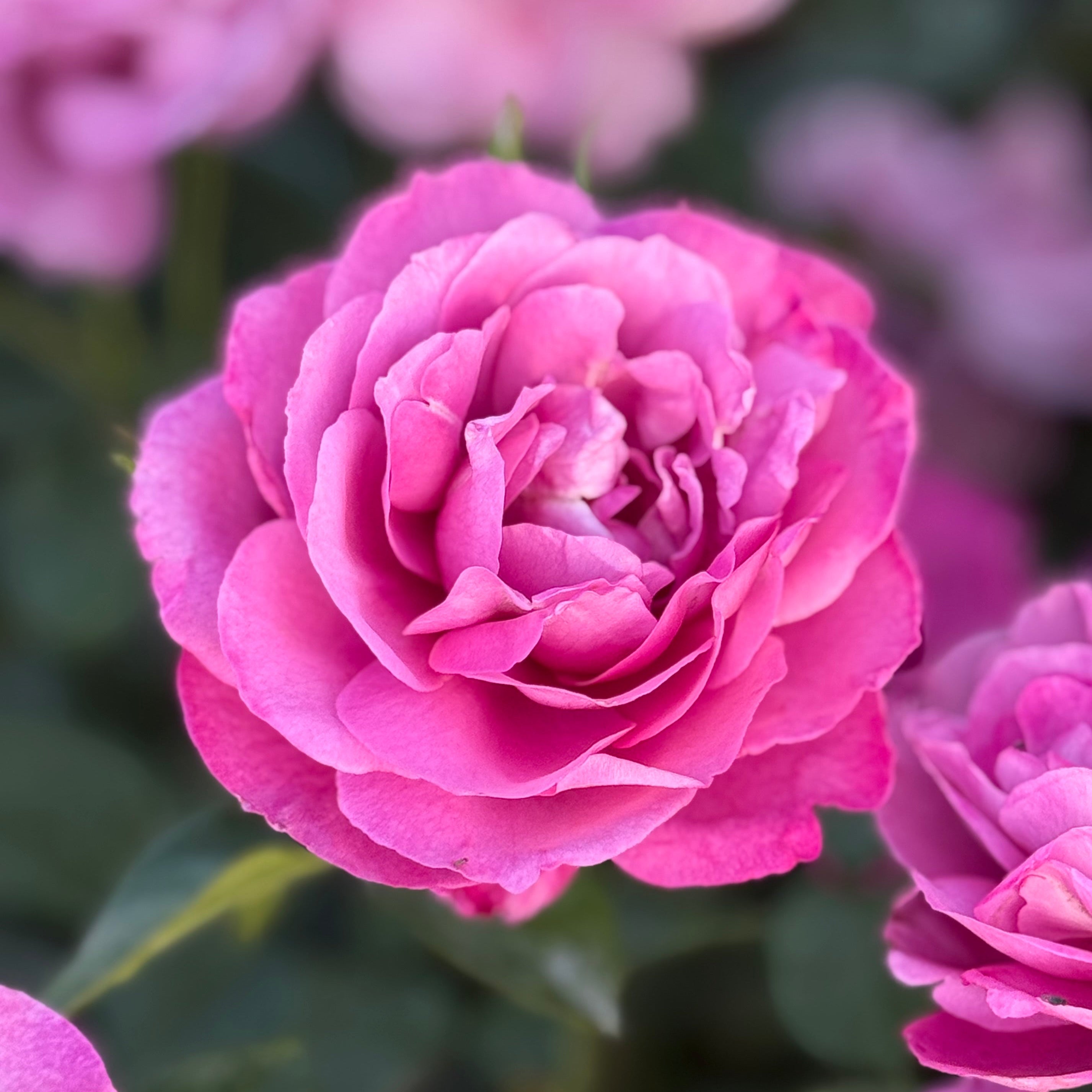 Heirloom Potted Rose Bush